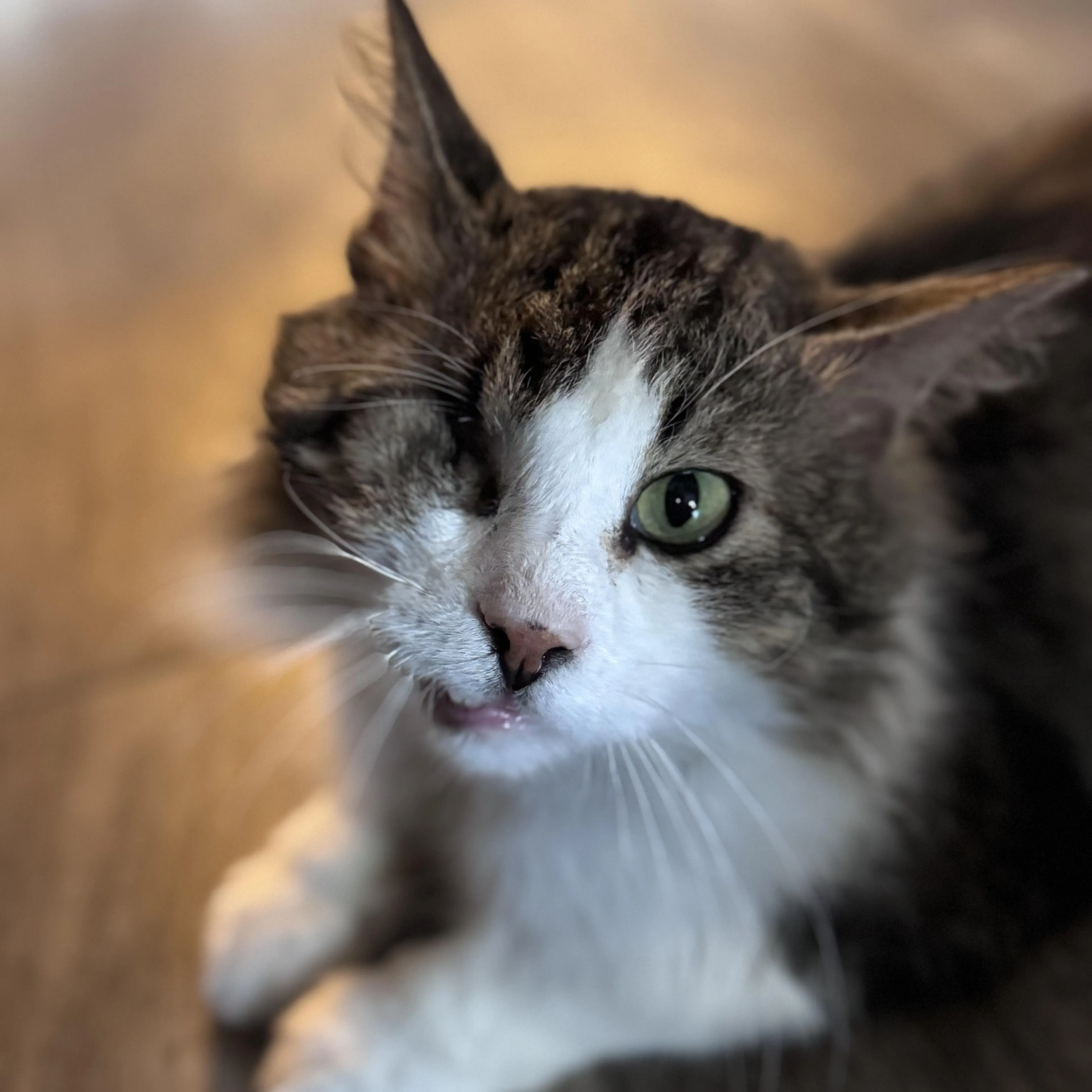 Found pet-3