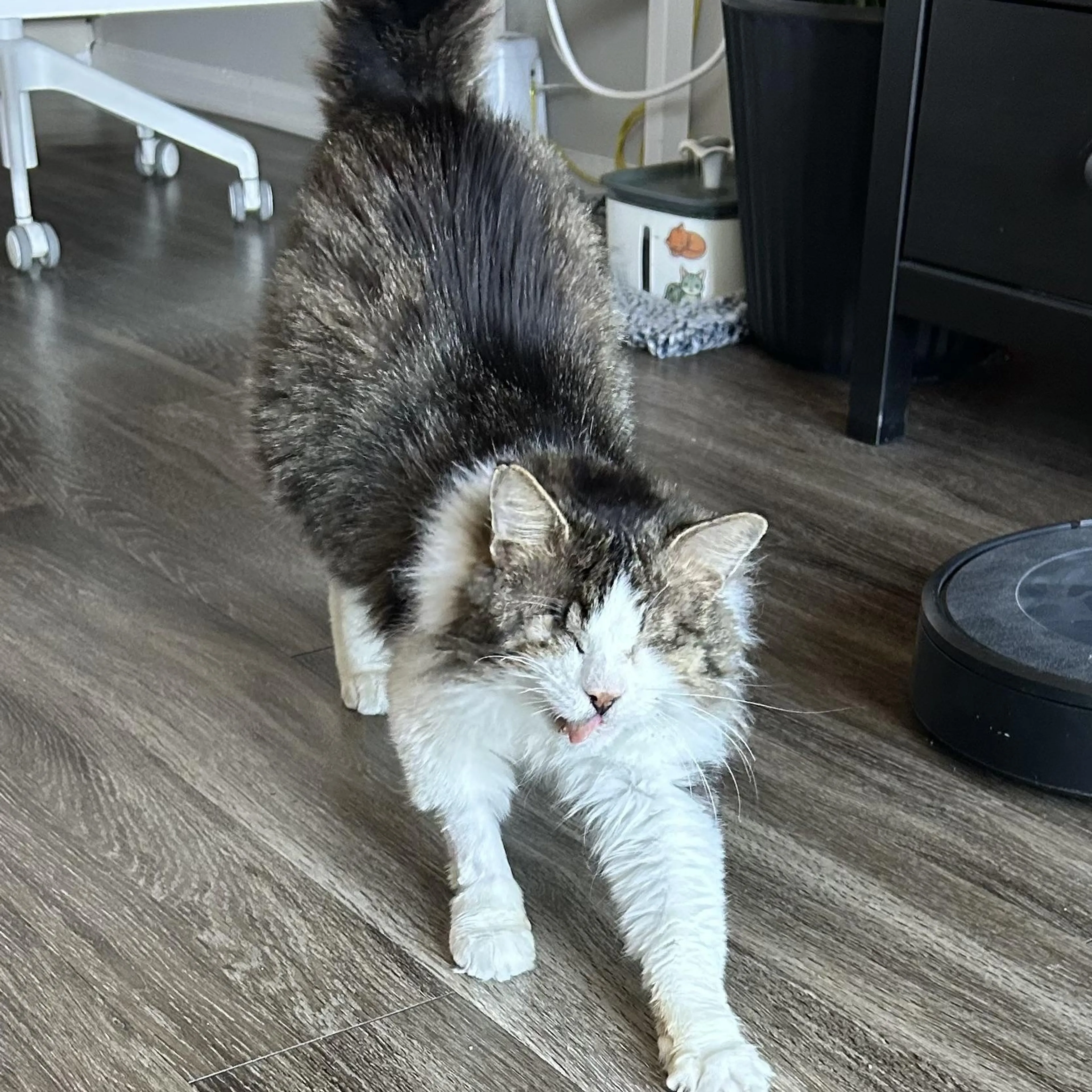 Found pet-2