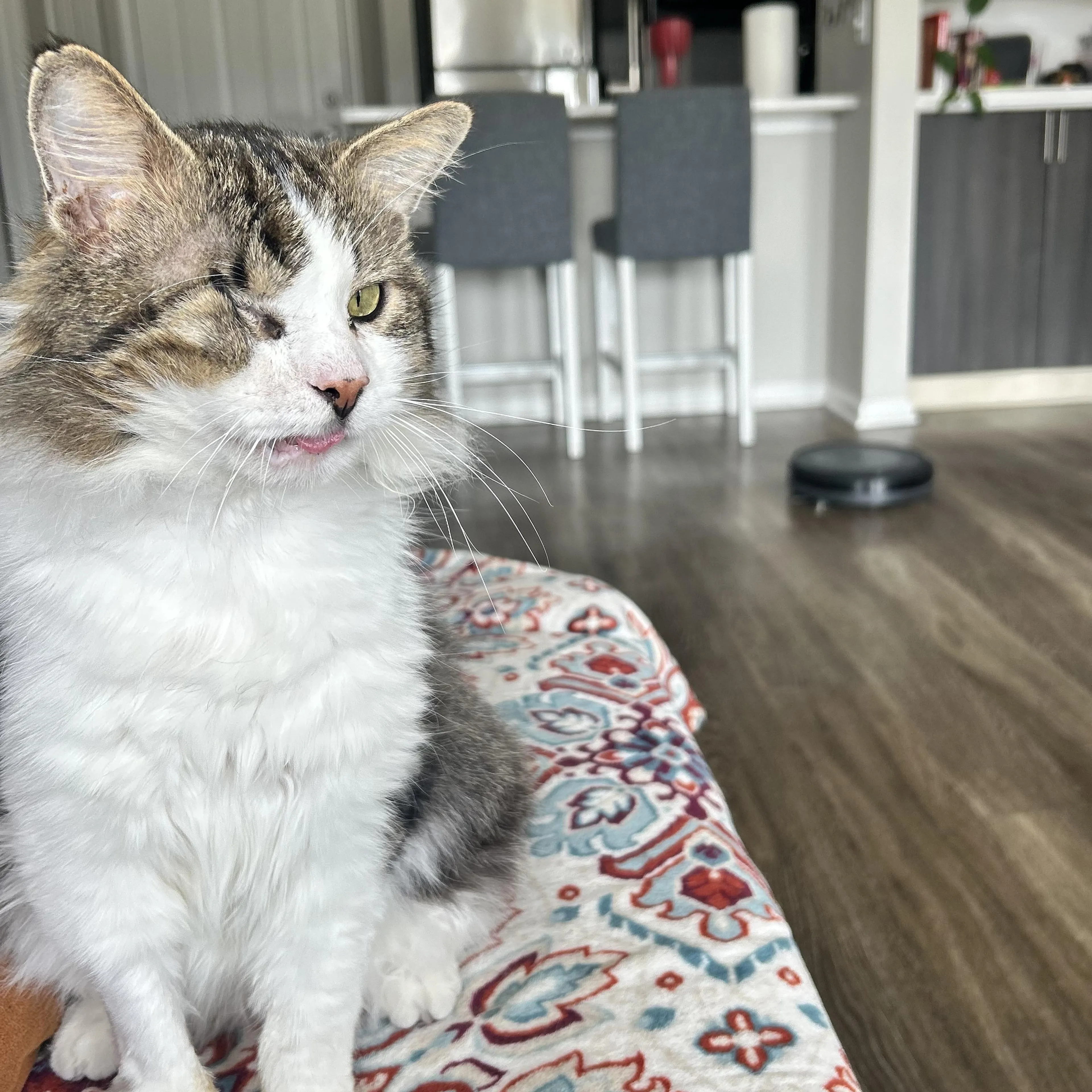 Found pet-1