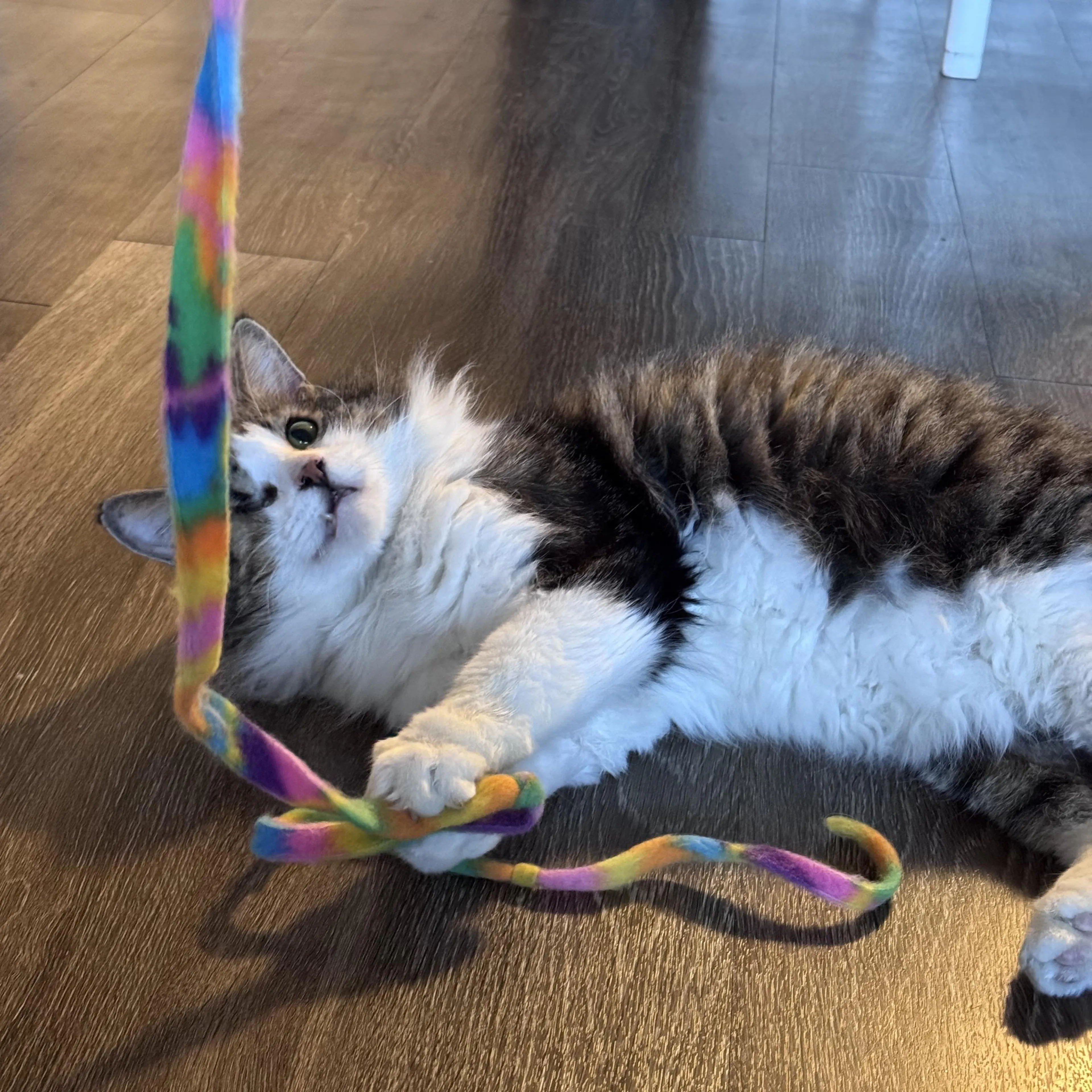 Found pet-0