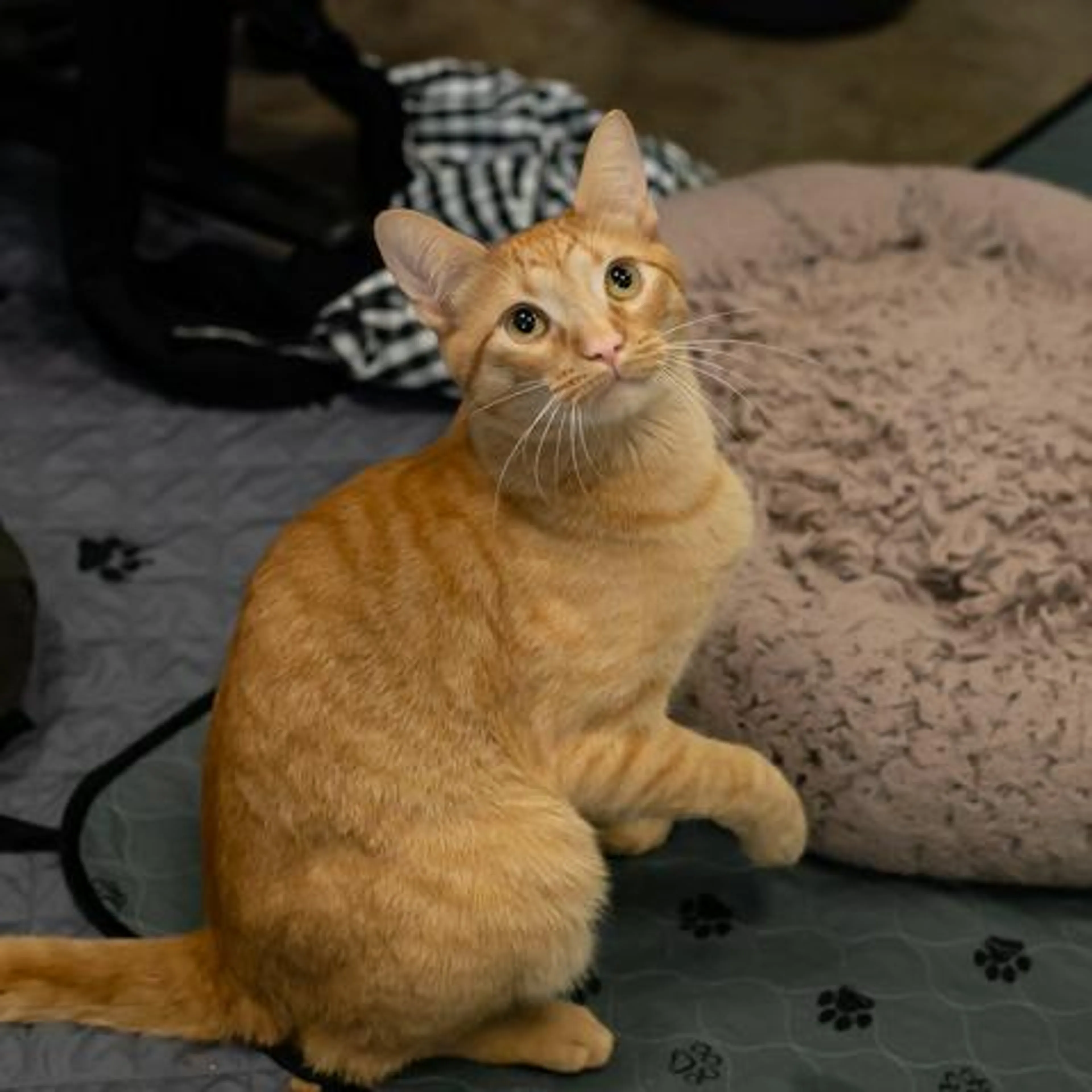 Found pet-1