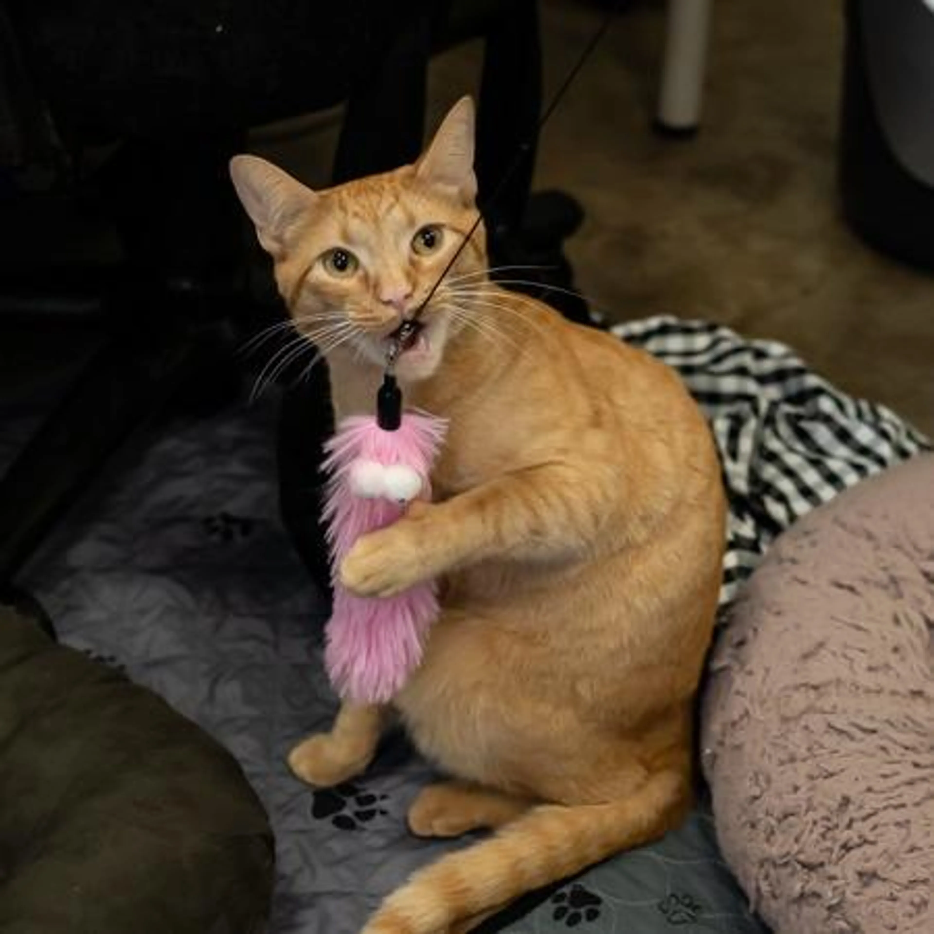 Found pet-2