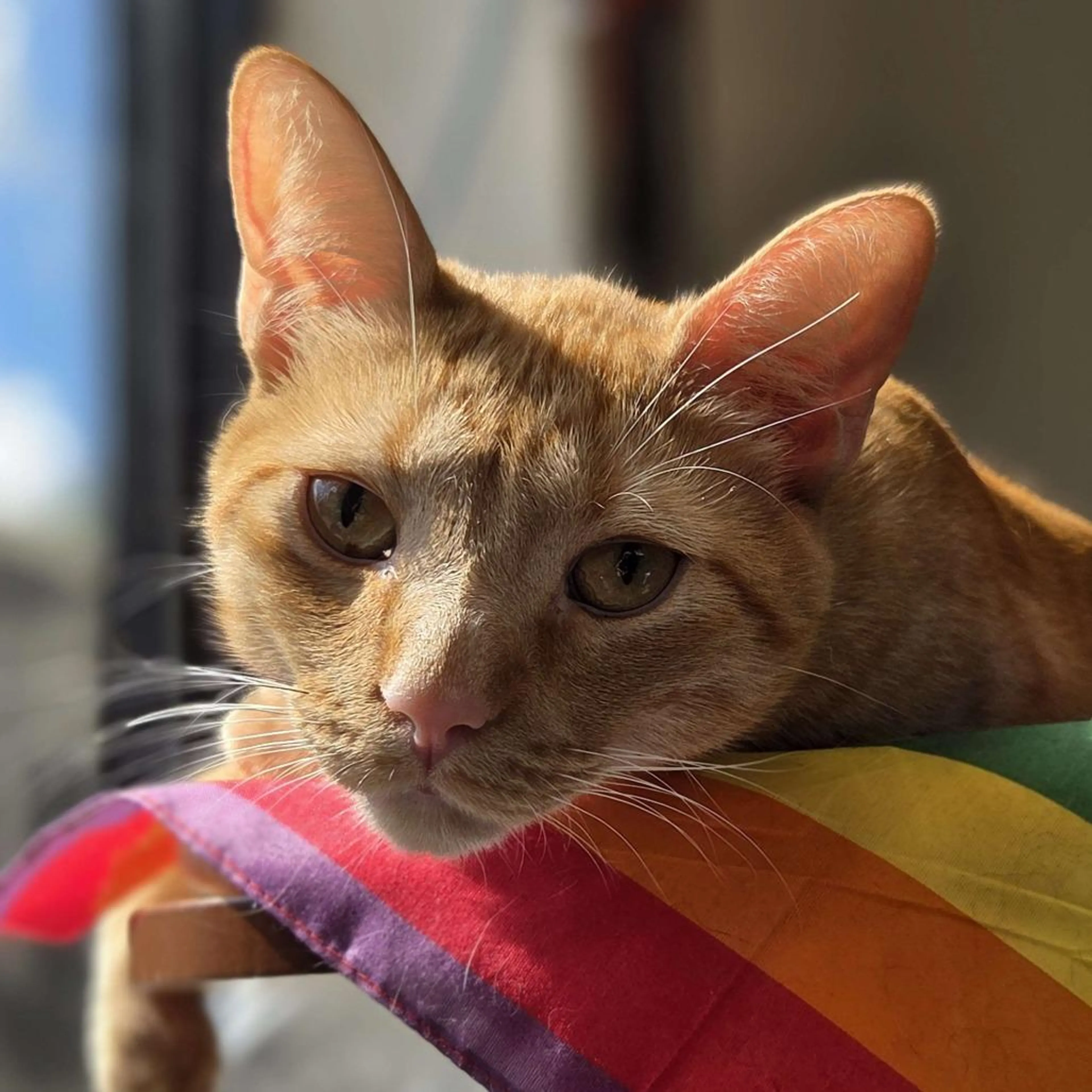 Found pet-3