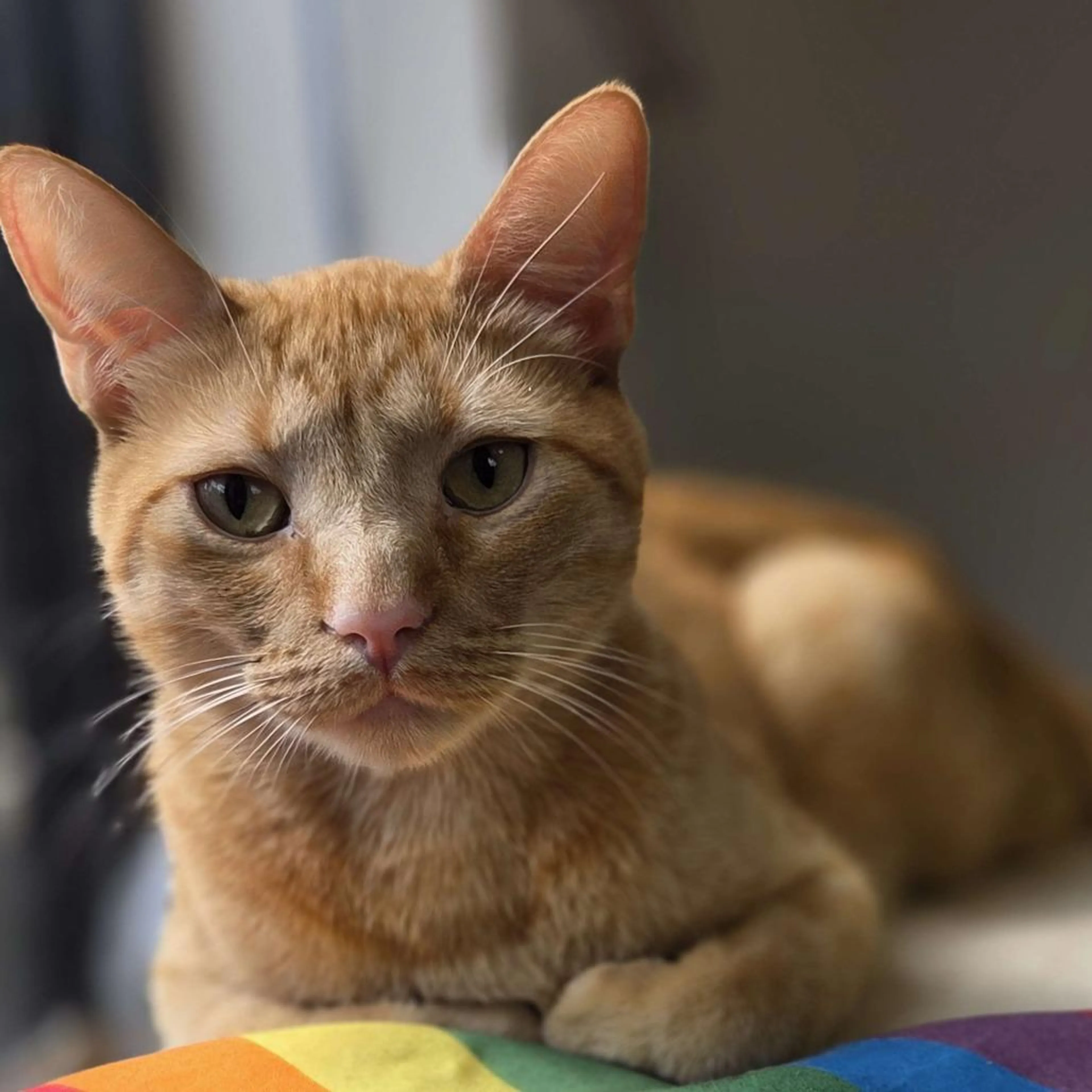 Found pet-5