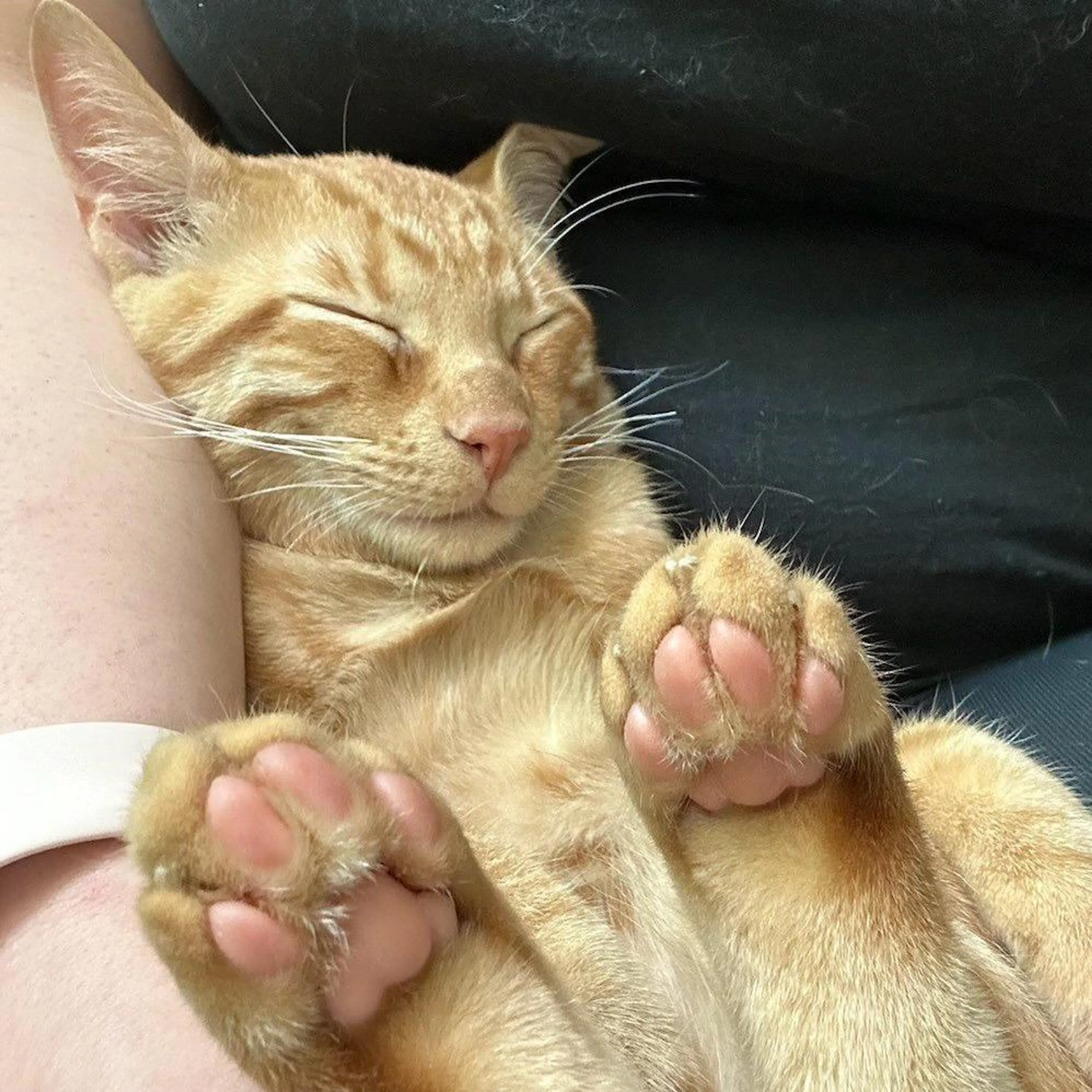 Found pet-0