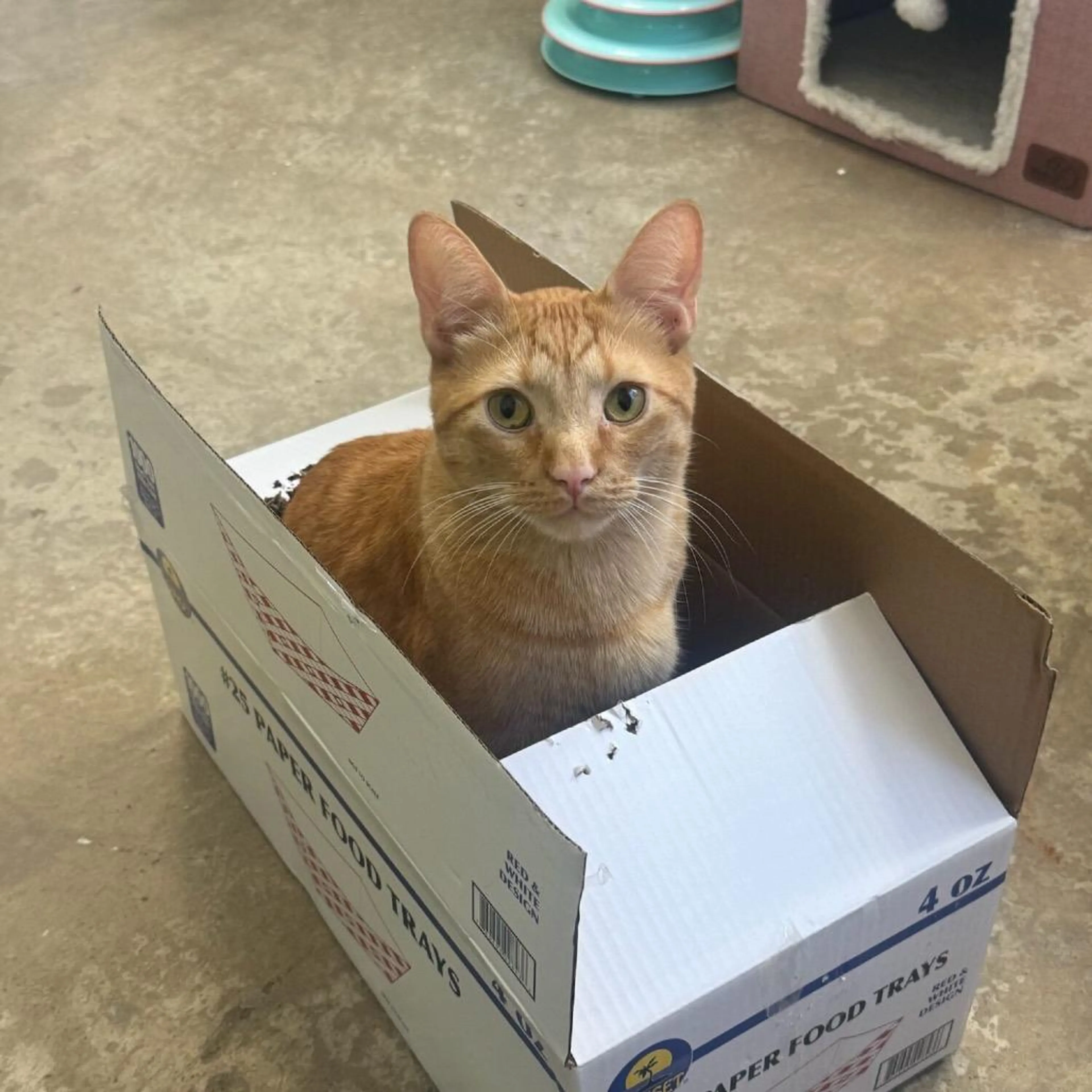 Found pet-4