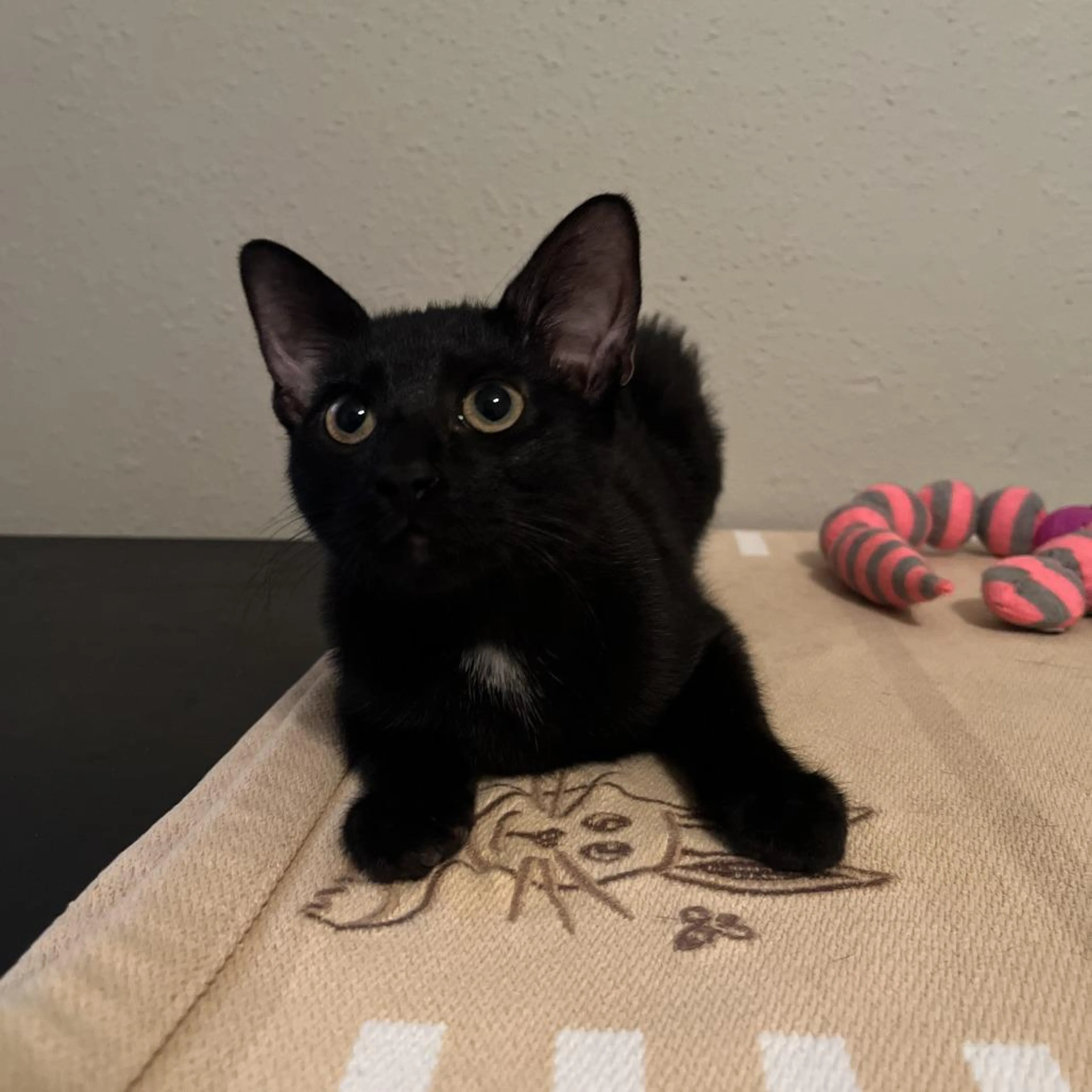 Found pet