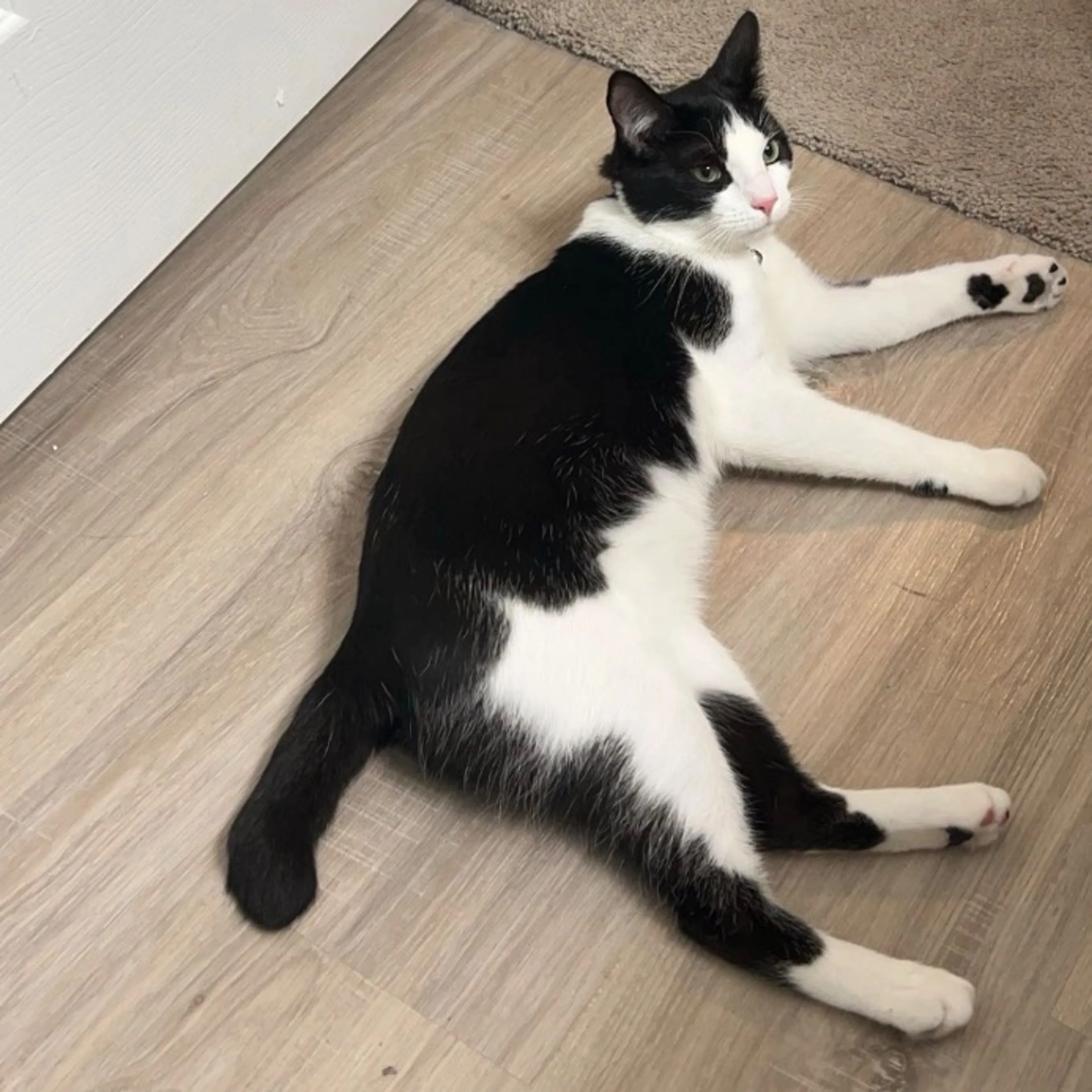 Lost pet