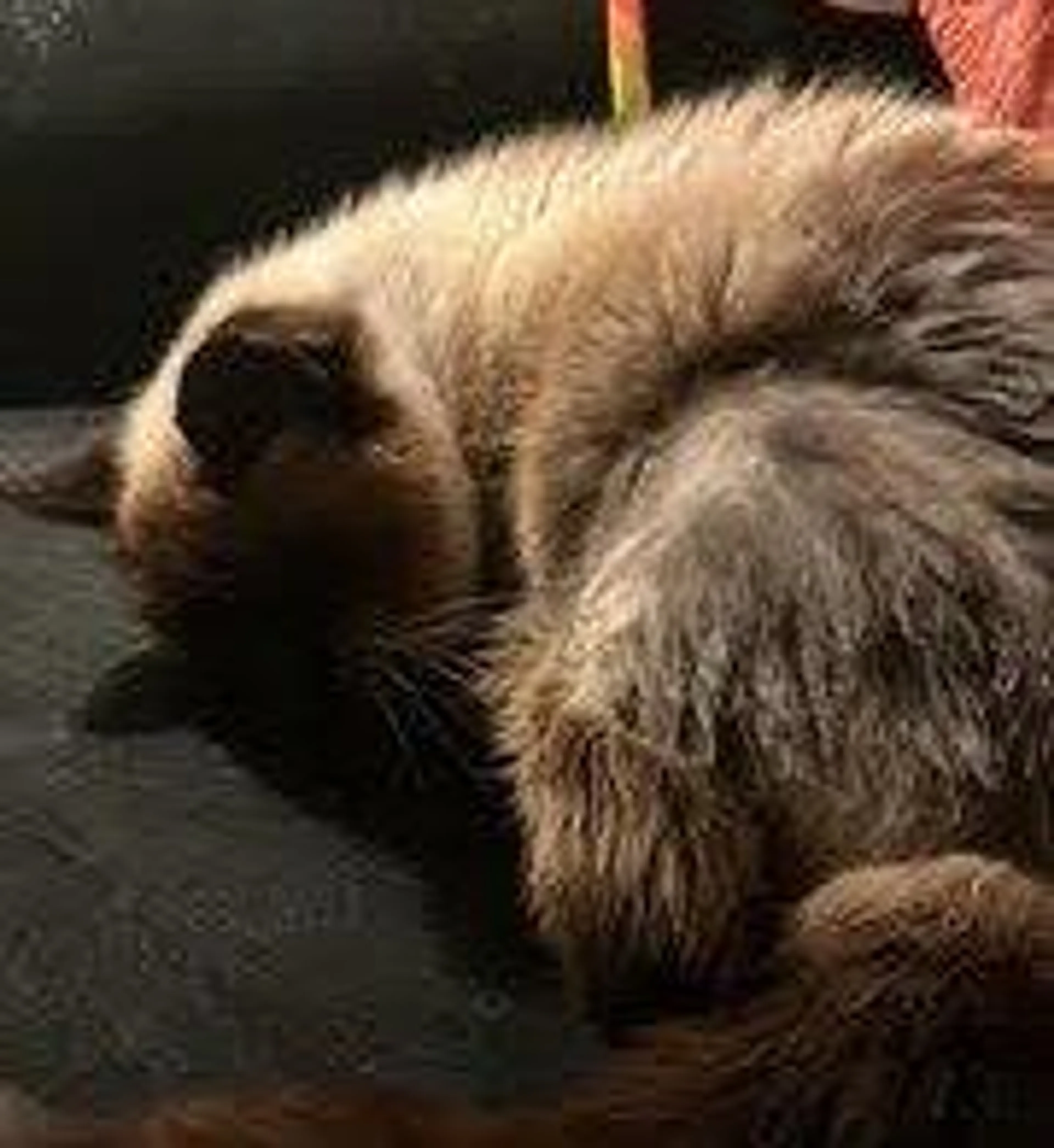 Found pet-1