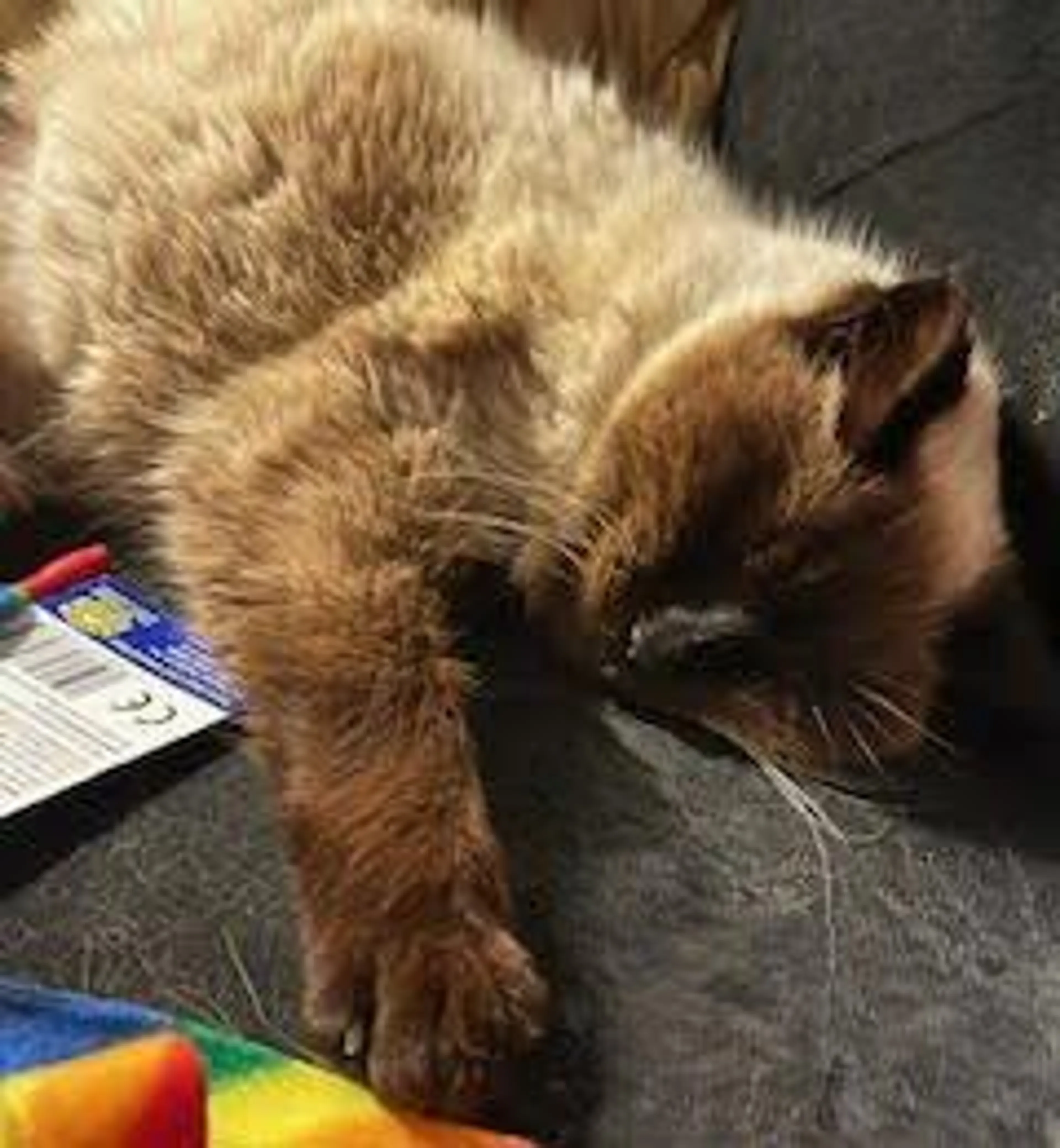 Found pet-2