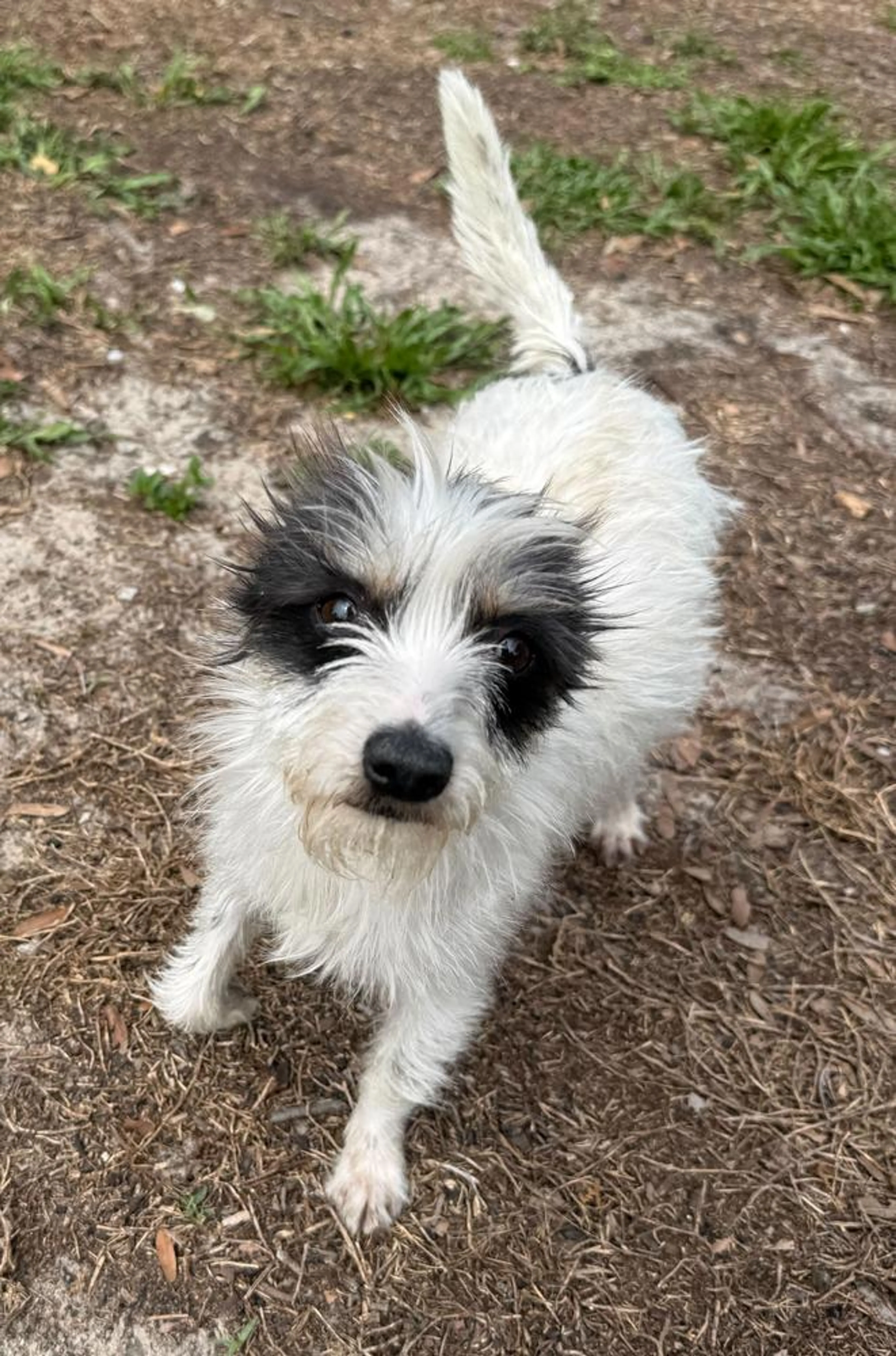Found pet-2