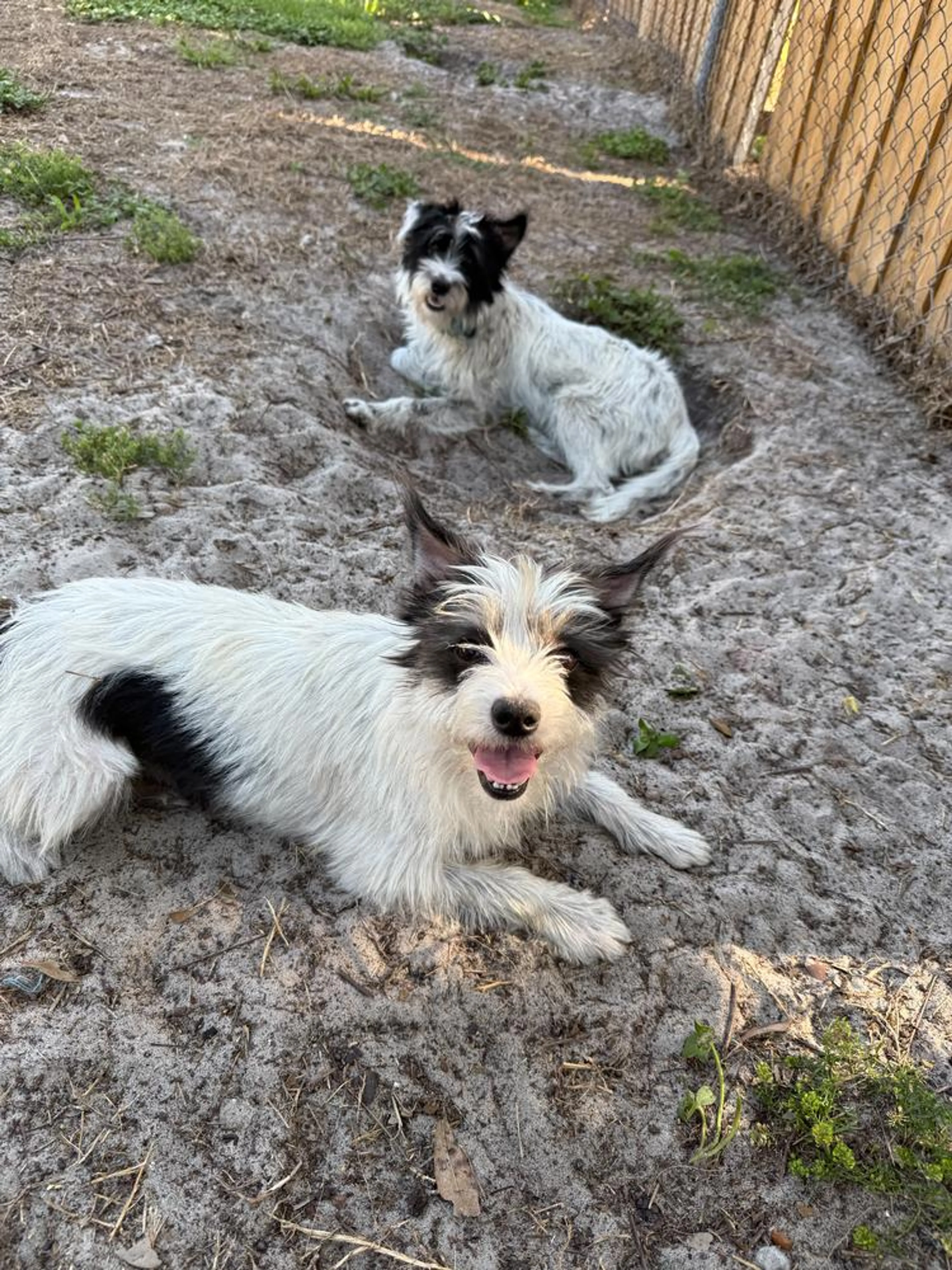 Found pet-1