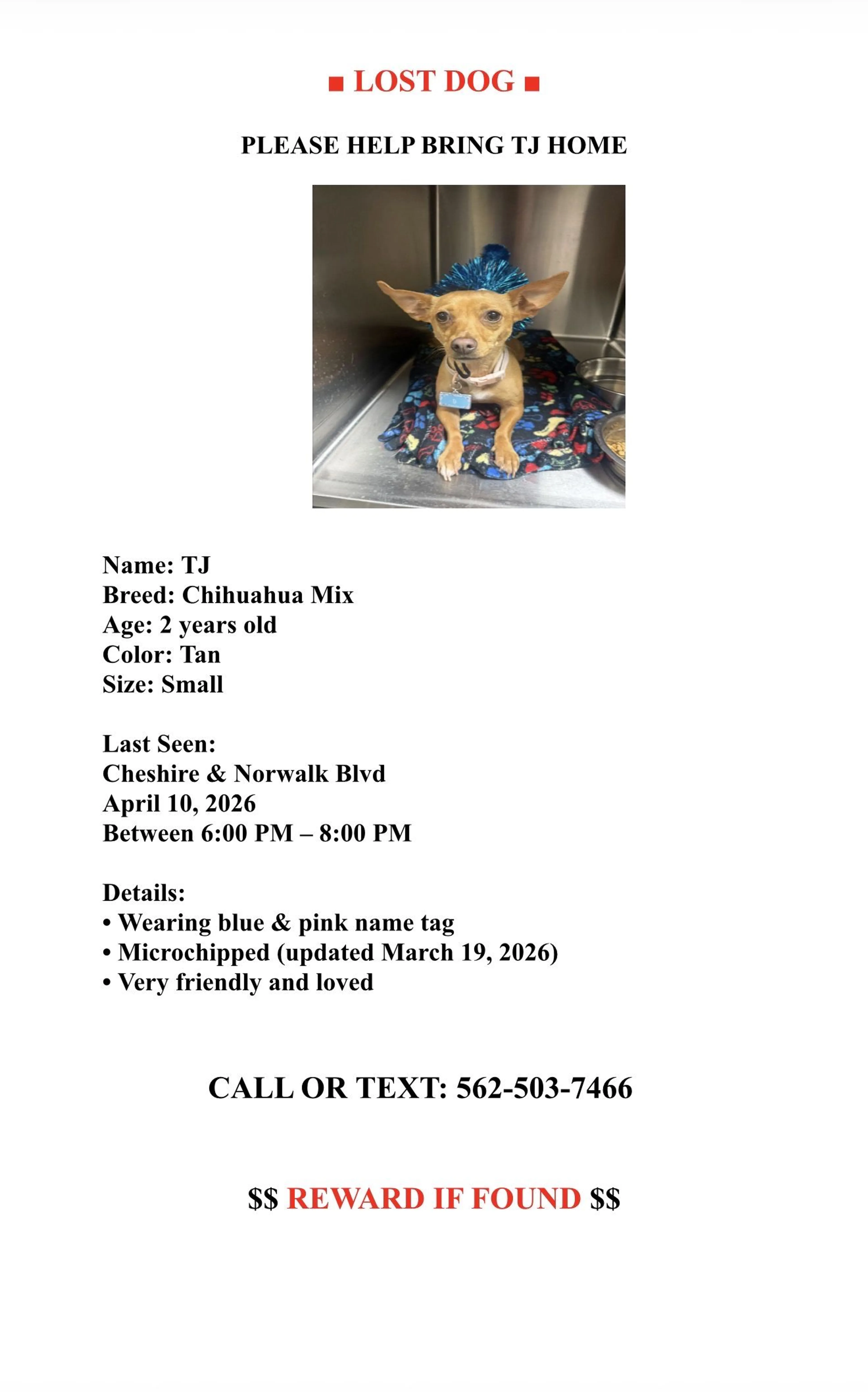 Lost pet-3