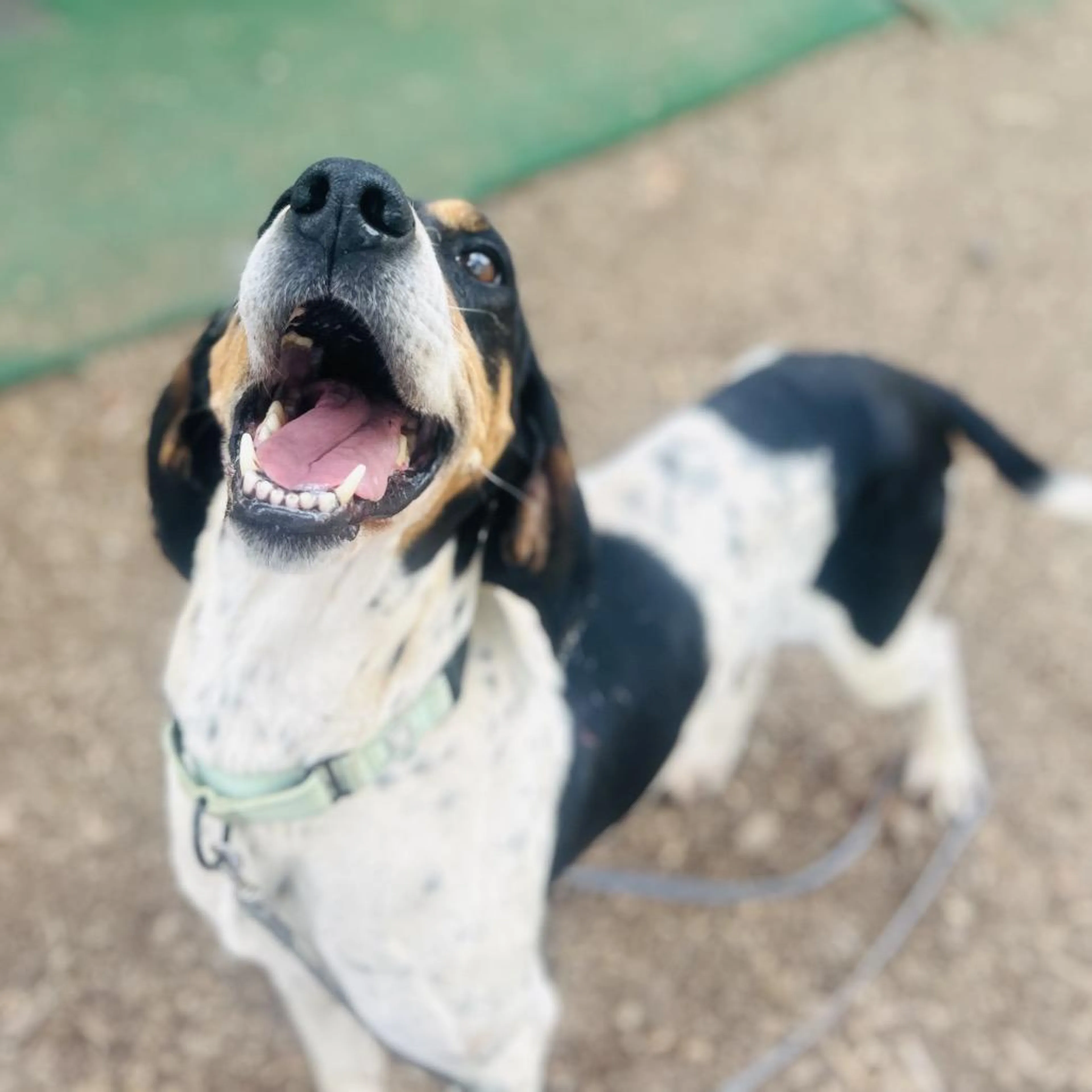 Found pet-3