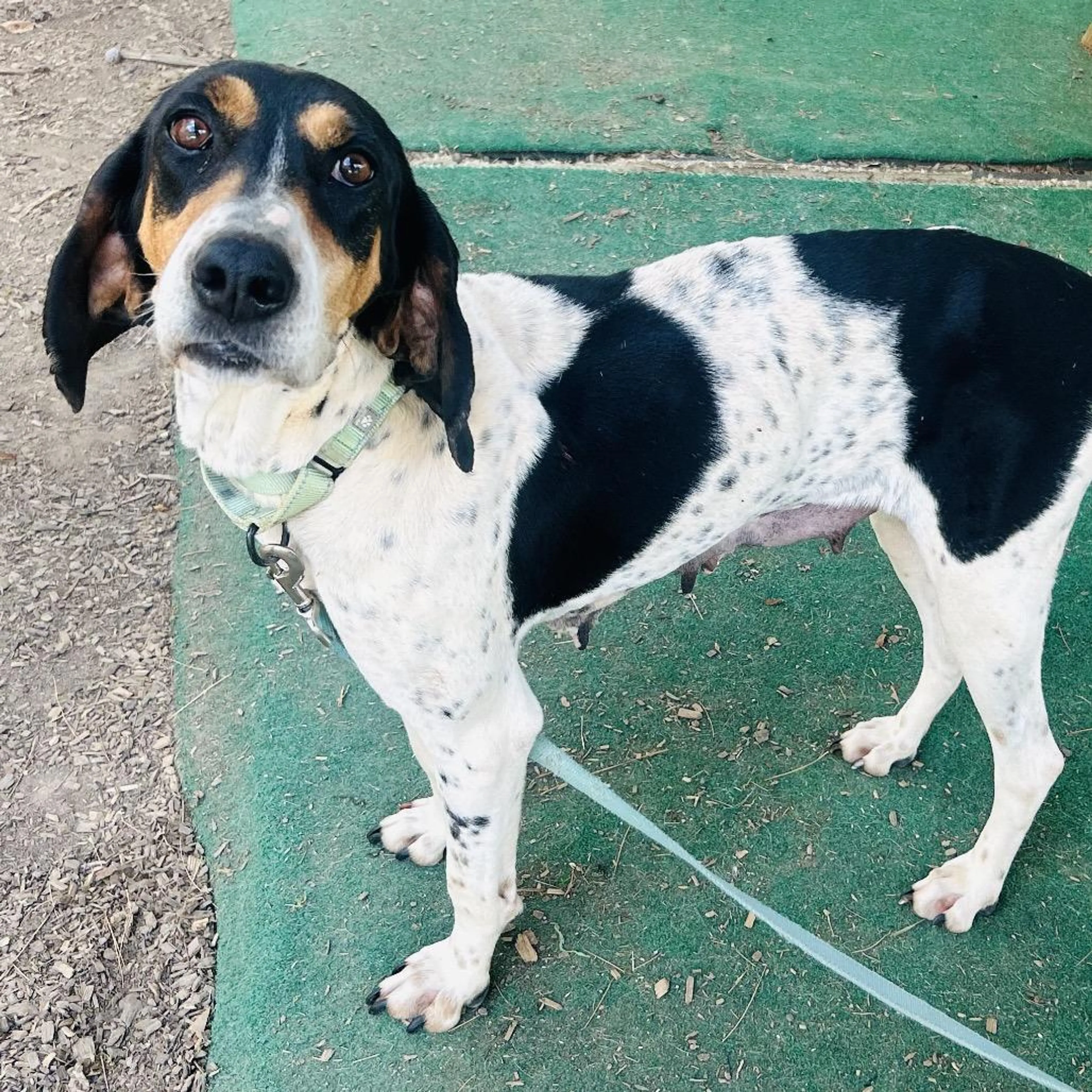 Found pet-2