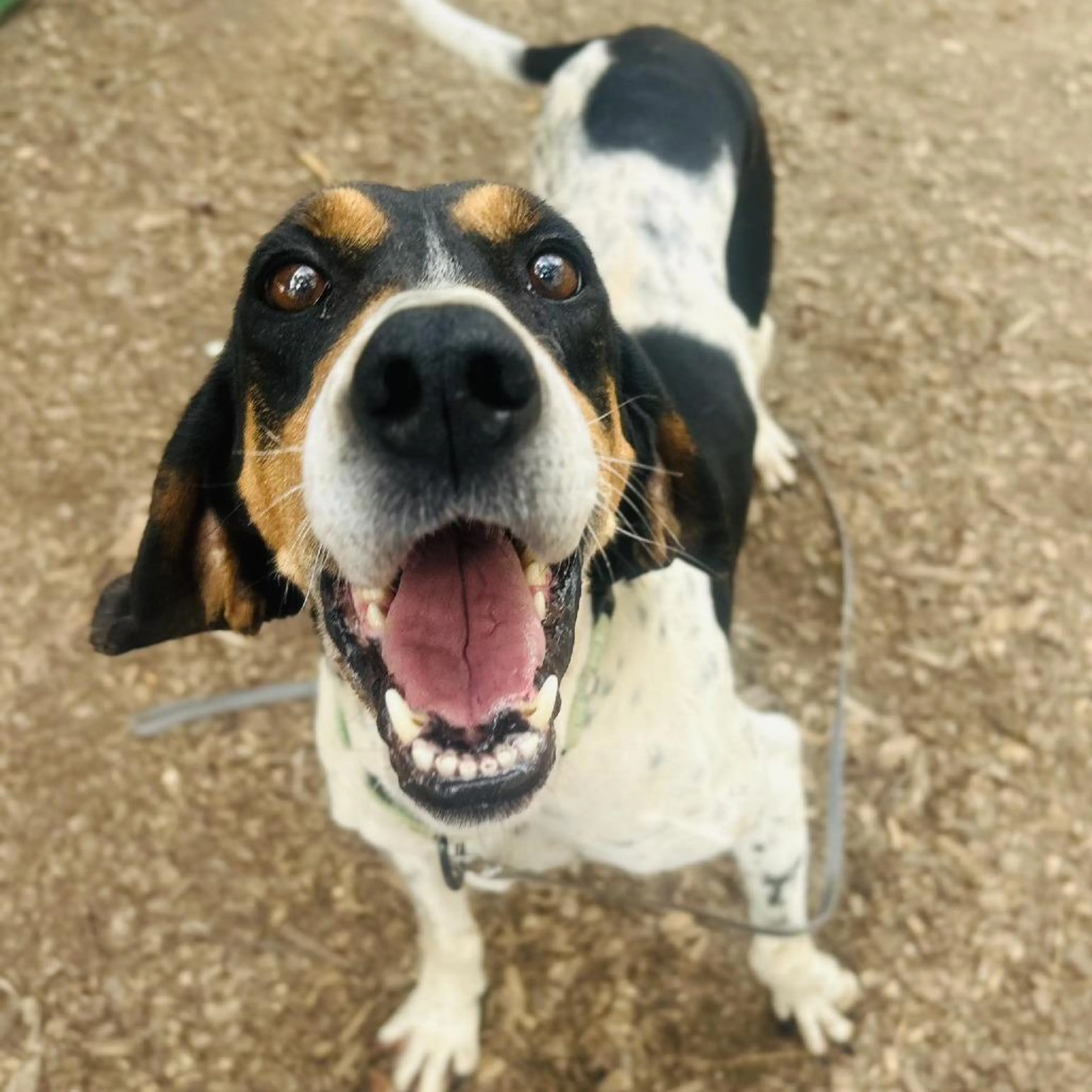 Found pet-4