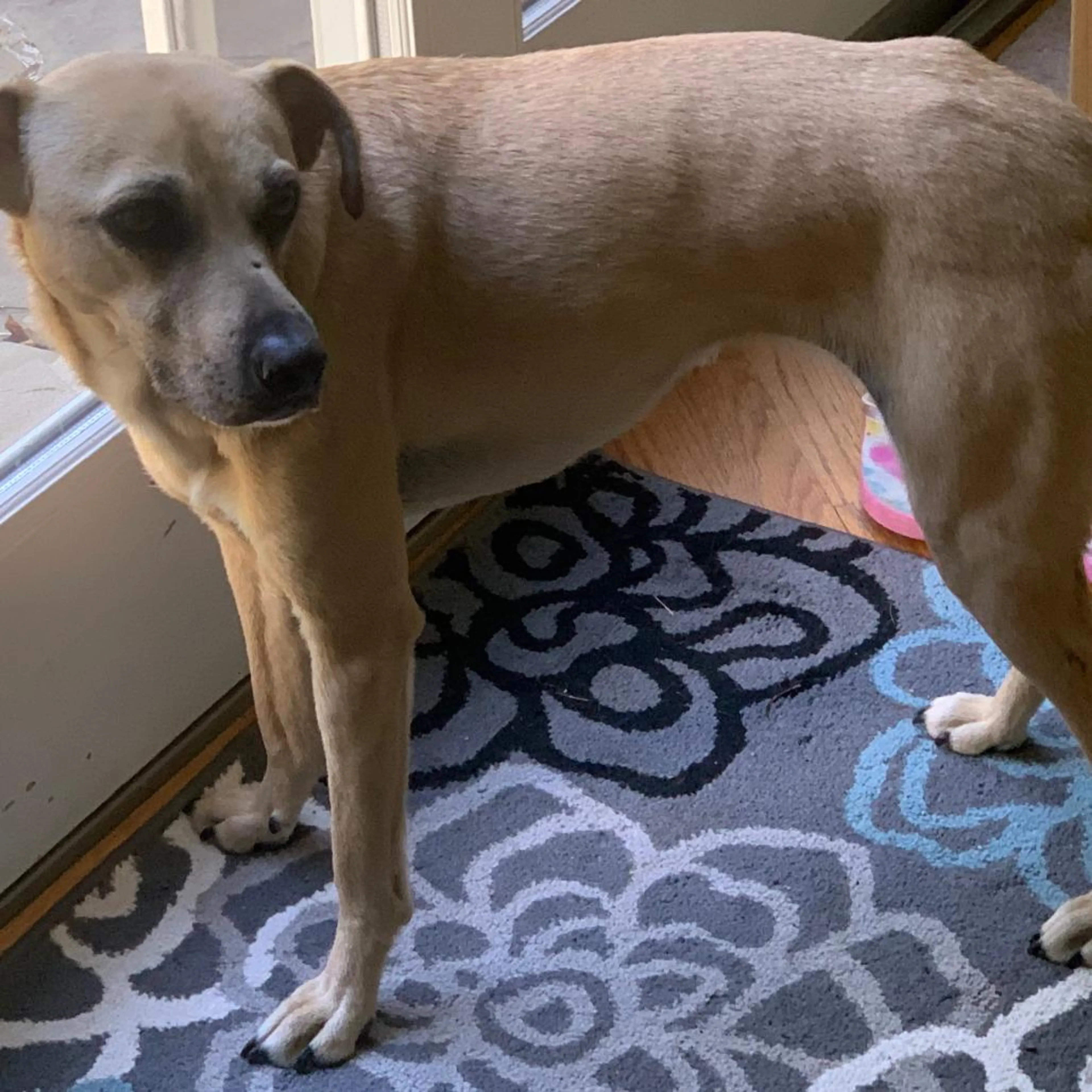 Found pet-1