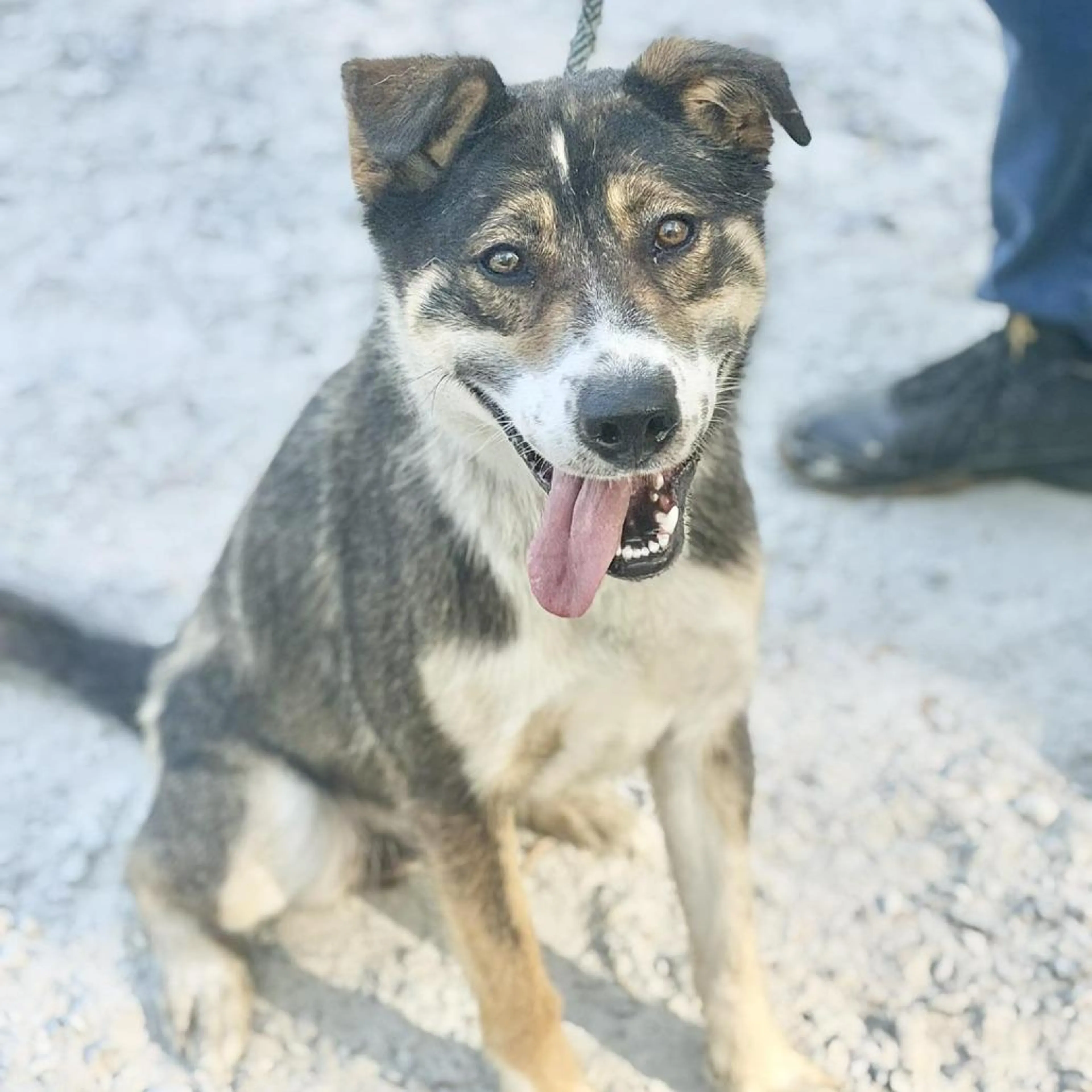 Found pet-1