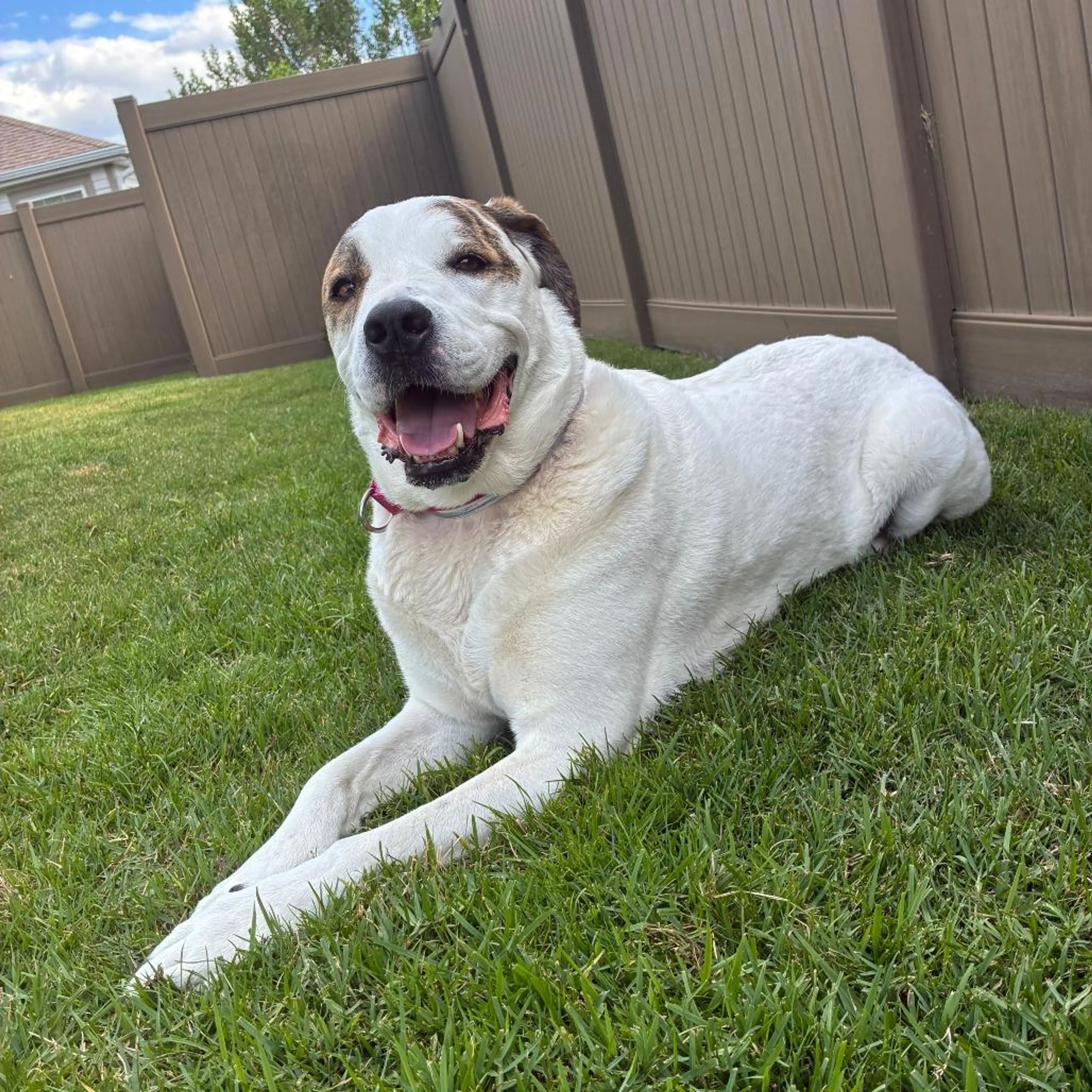 Found pet-5