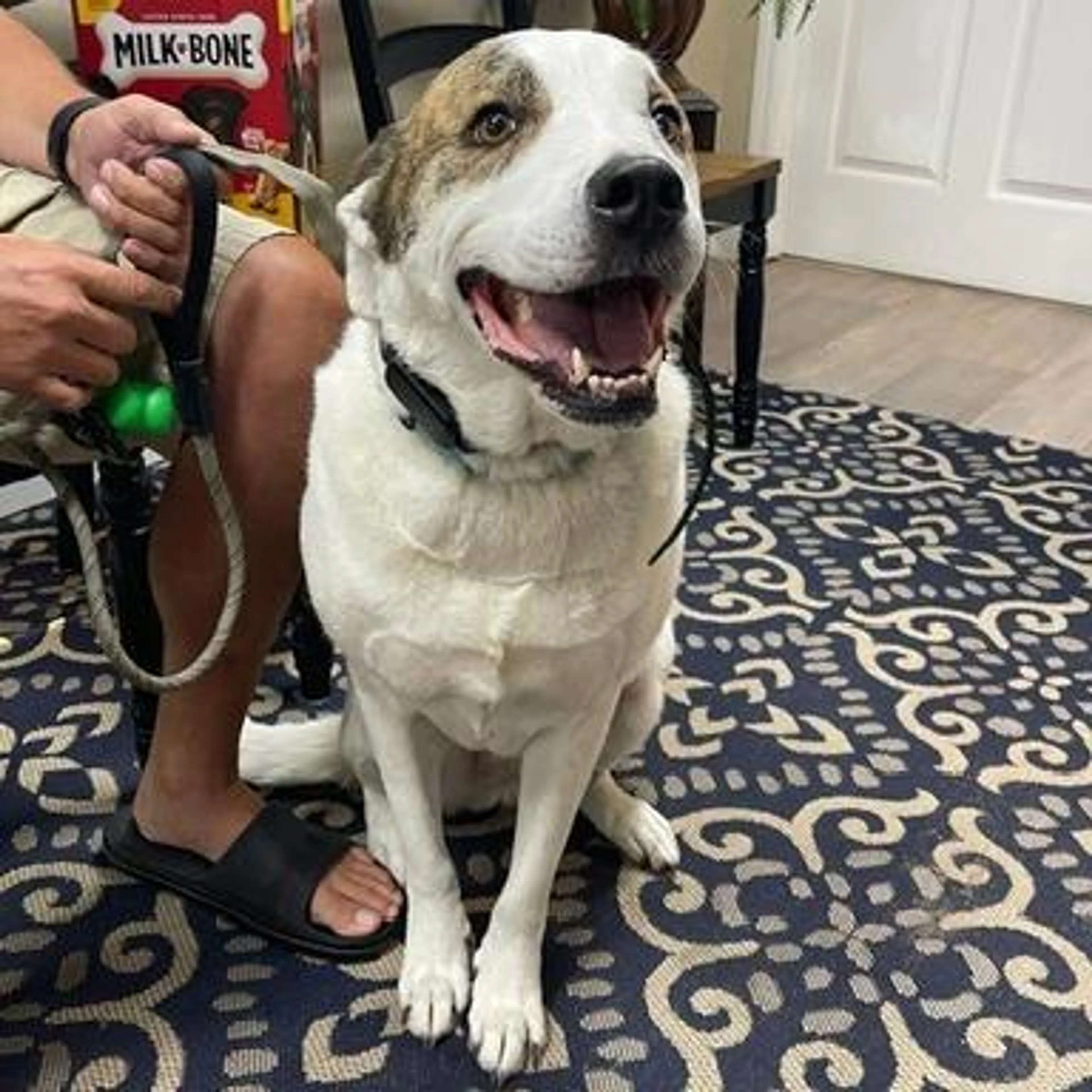 Found pet-4