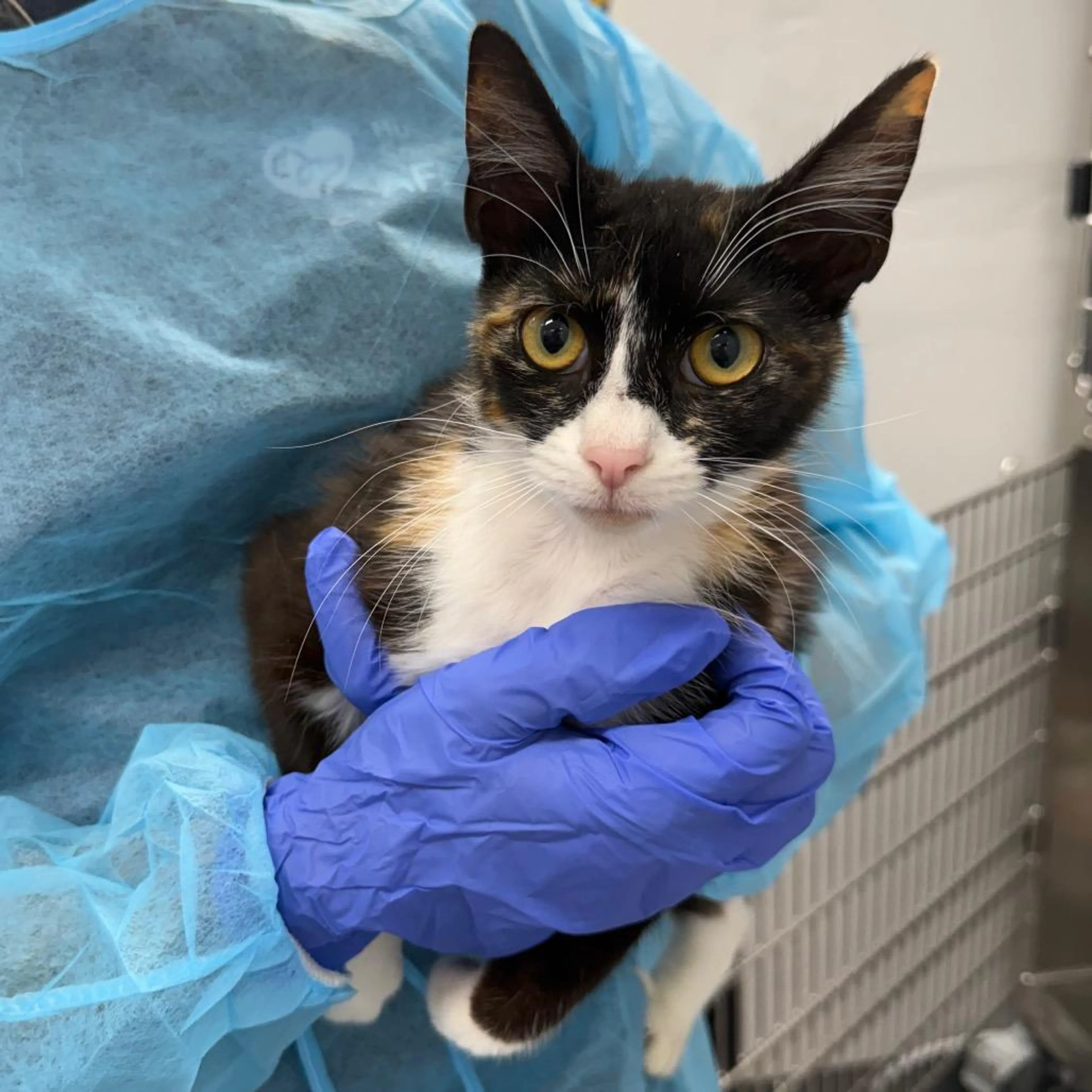 Found pet-2