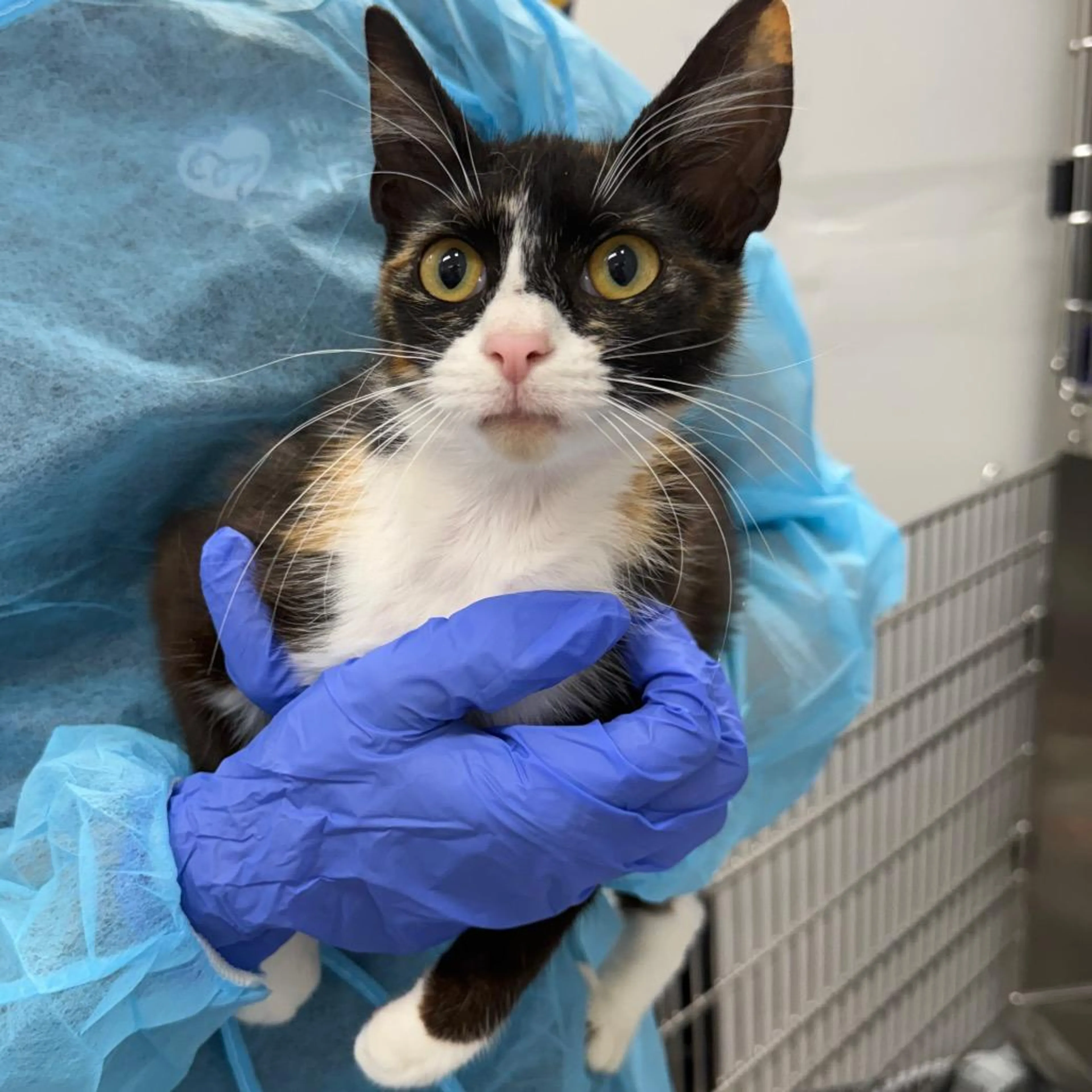 Found pet-1