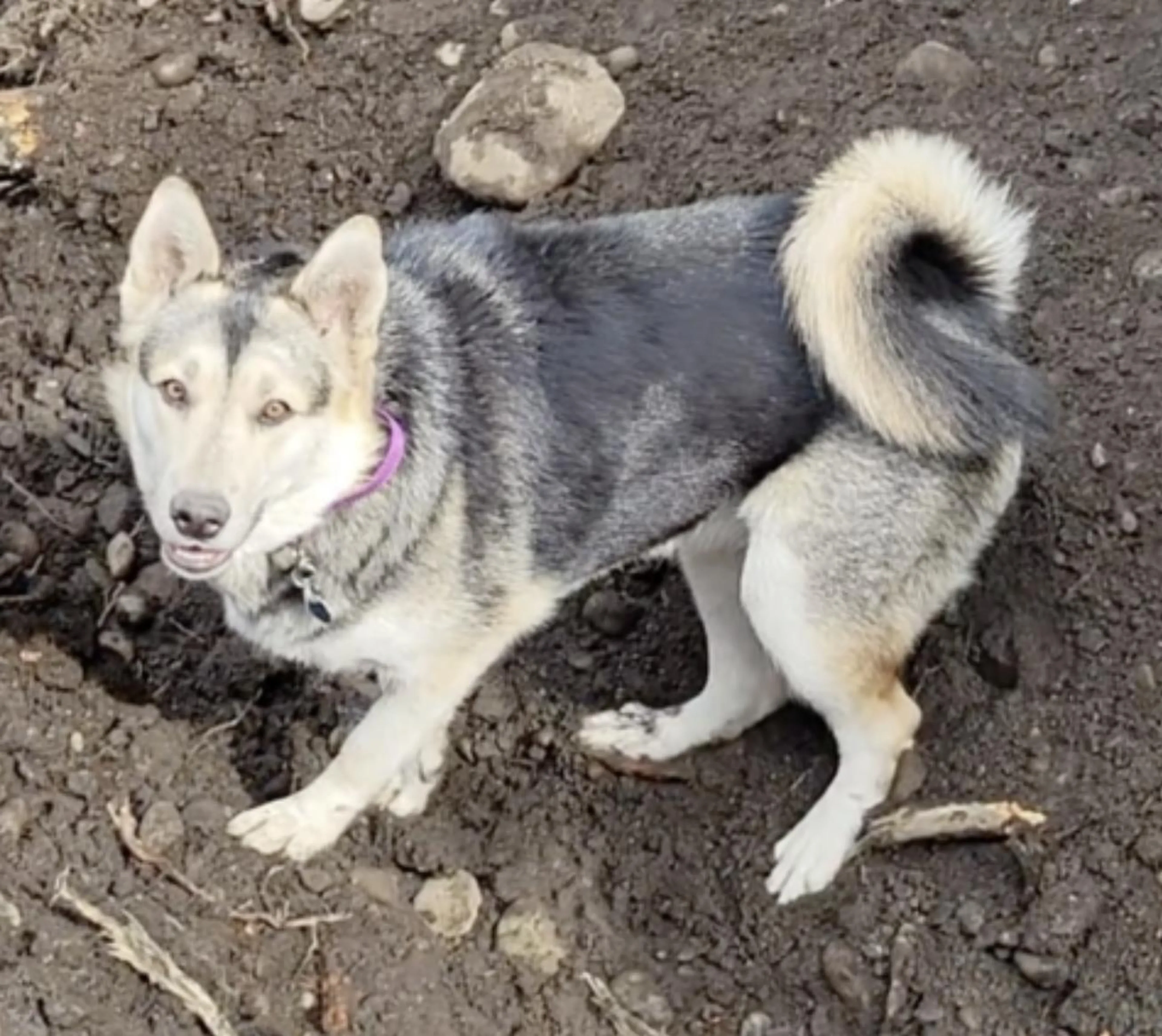 Found pet-2