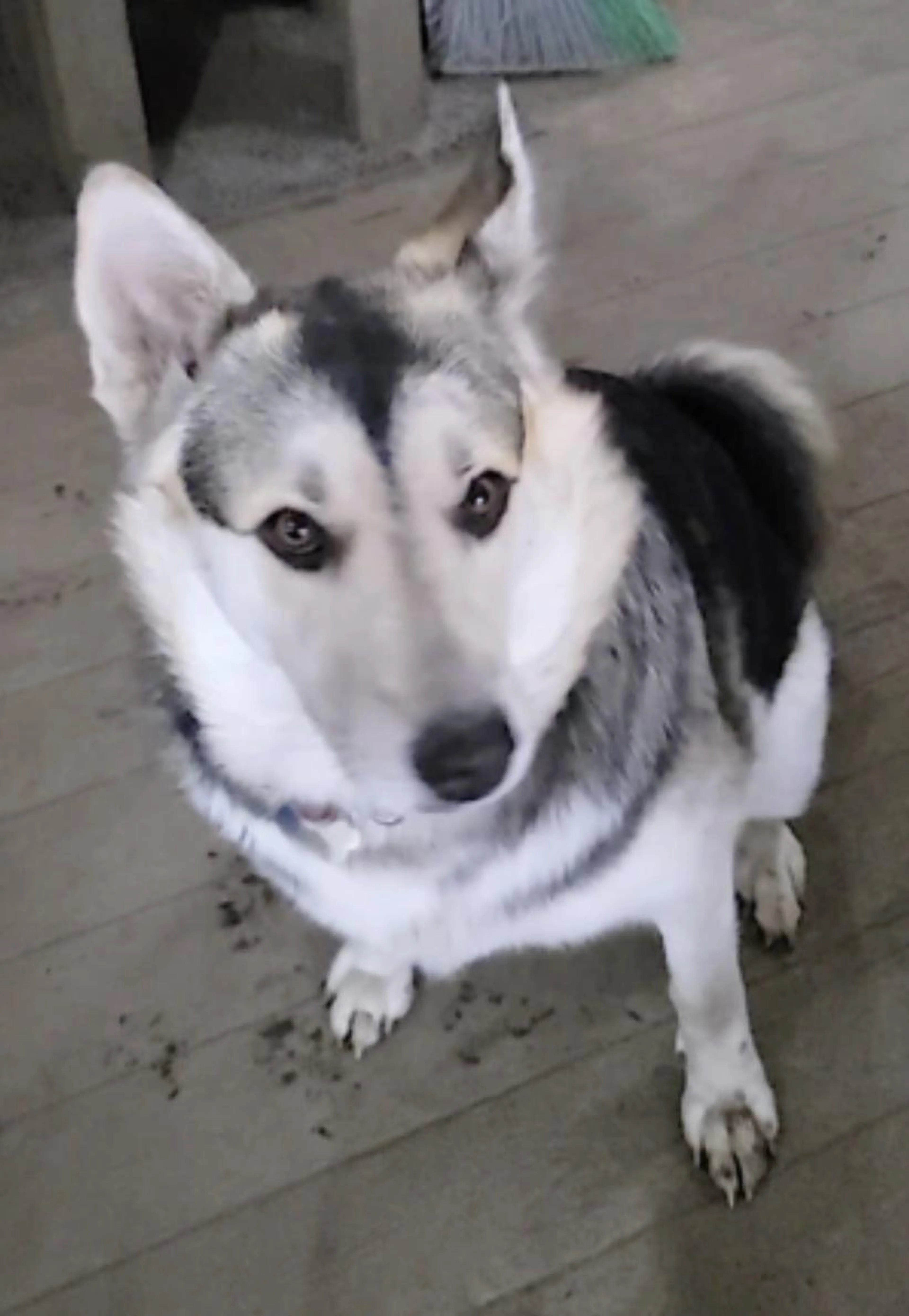 Found pet-3