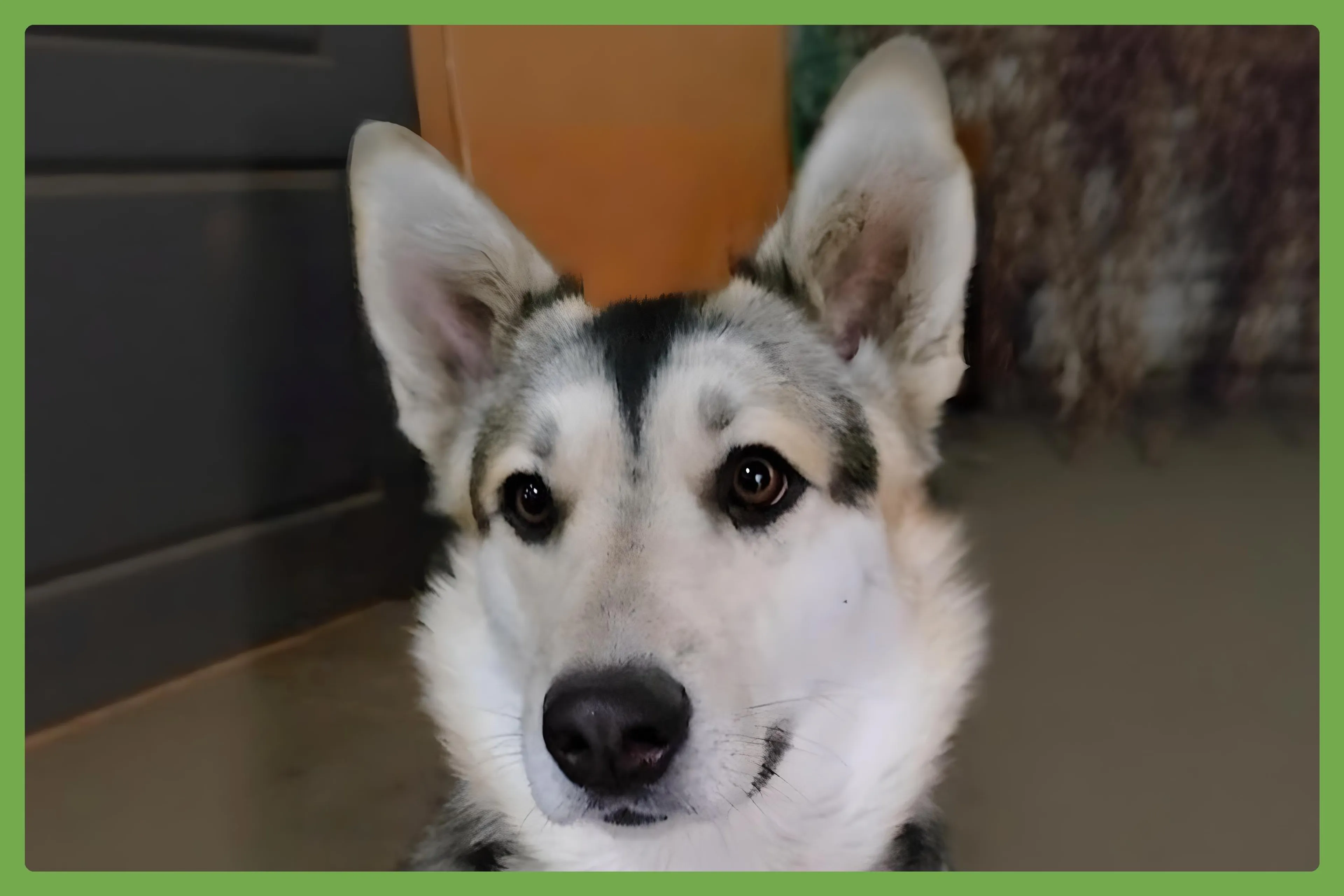 Found pet-1