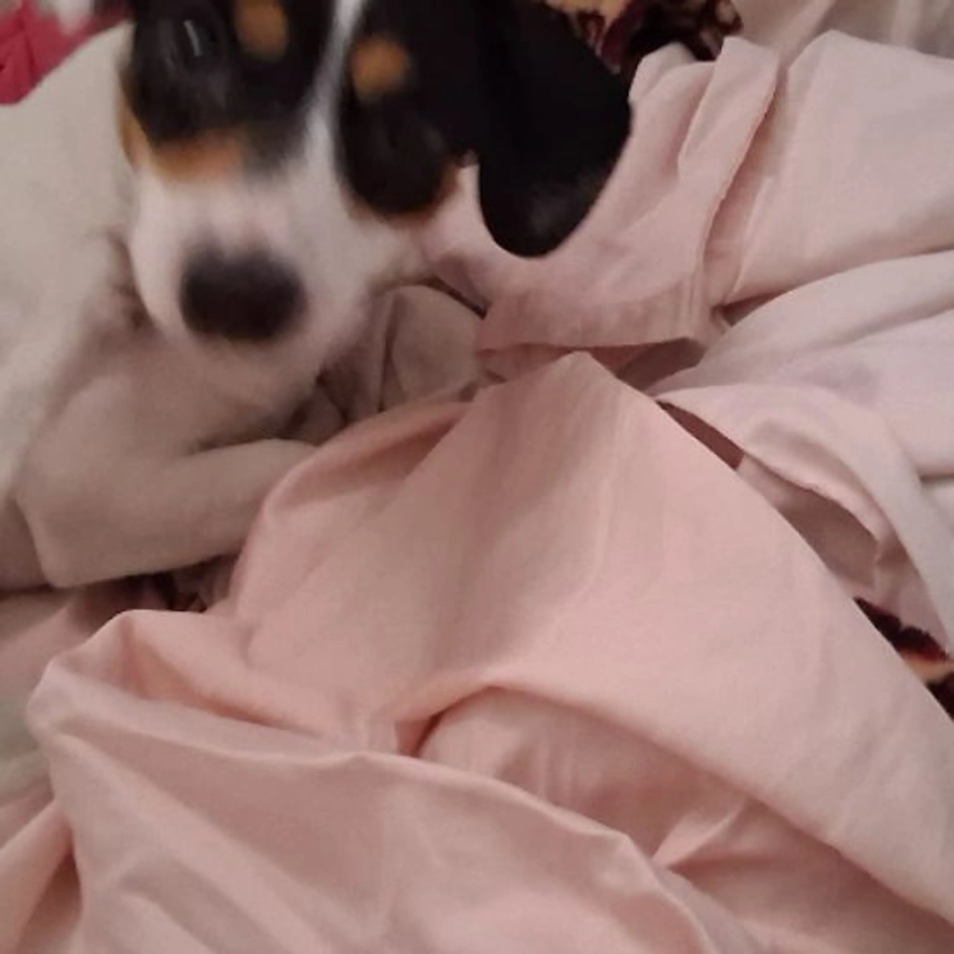 Lost pet