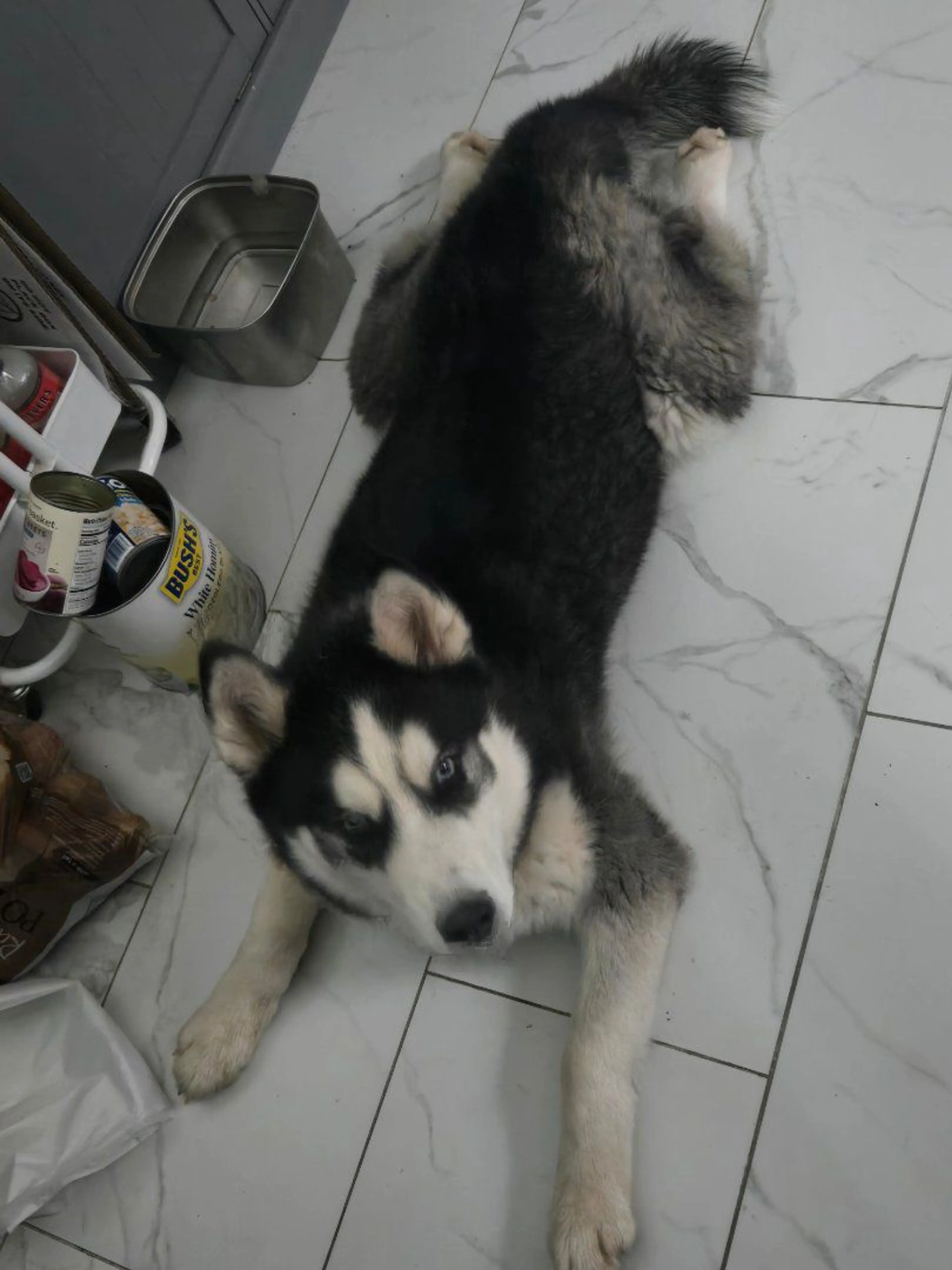 Lost pet