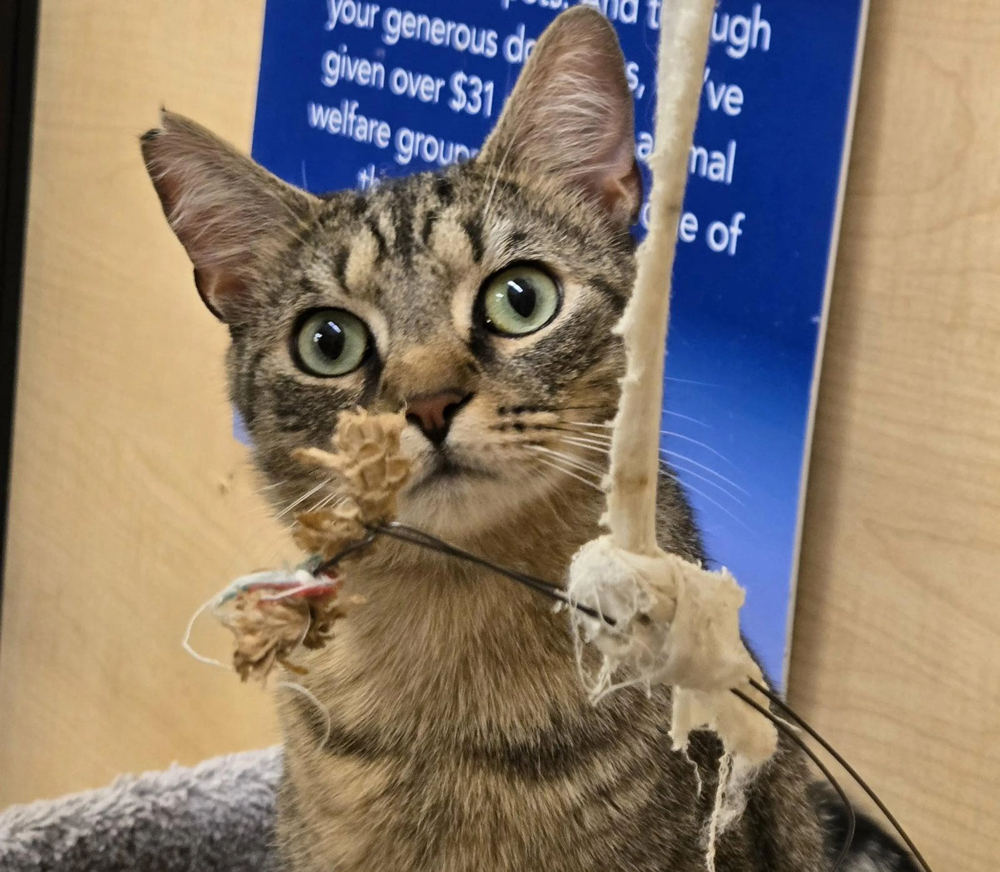 Found pet-1