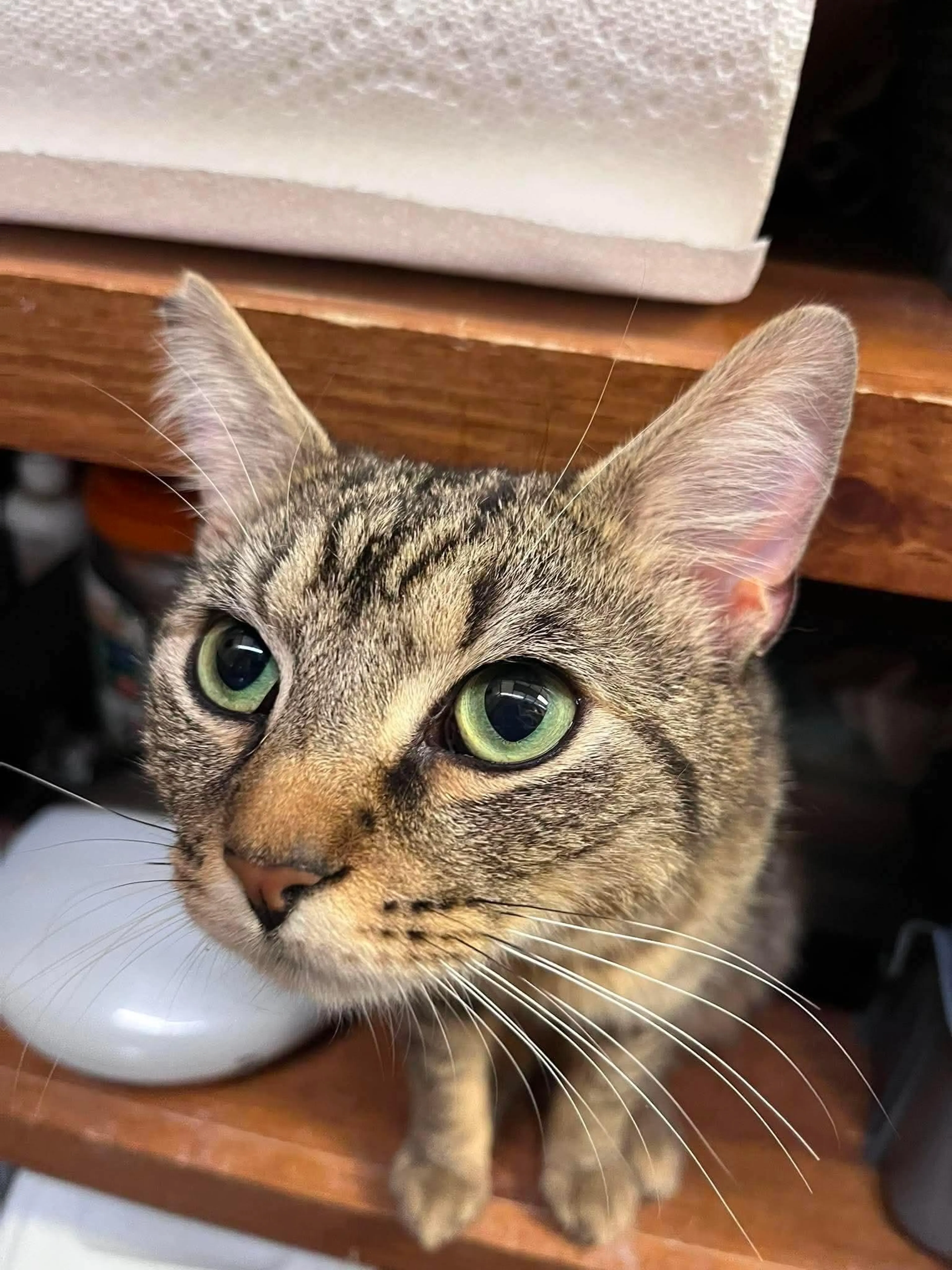 Found pet-2