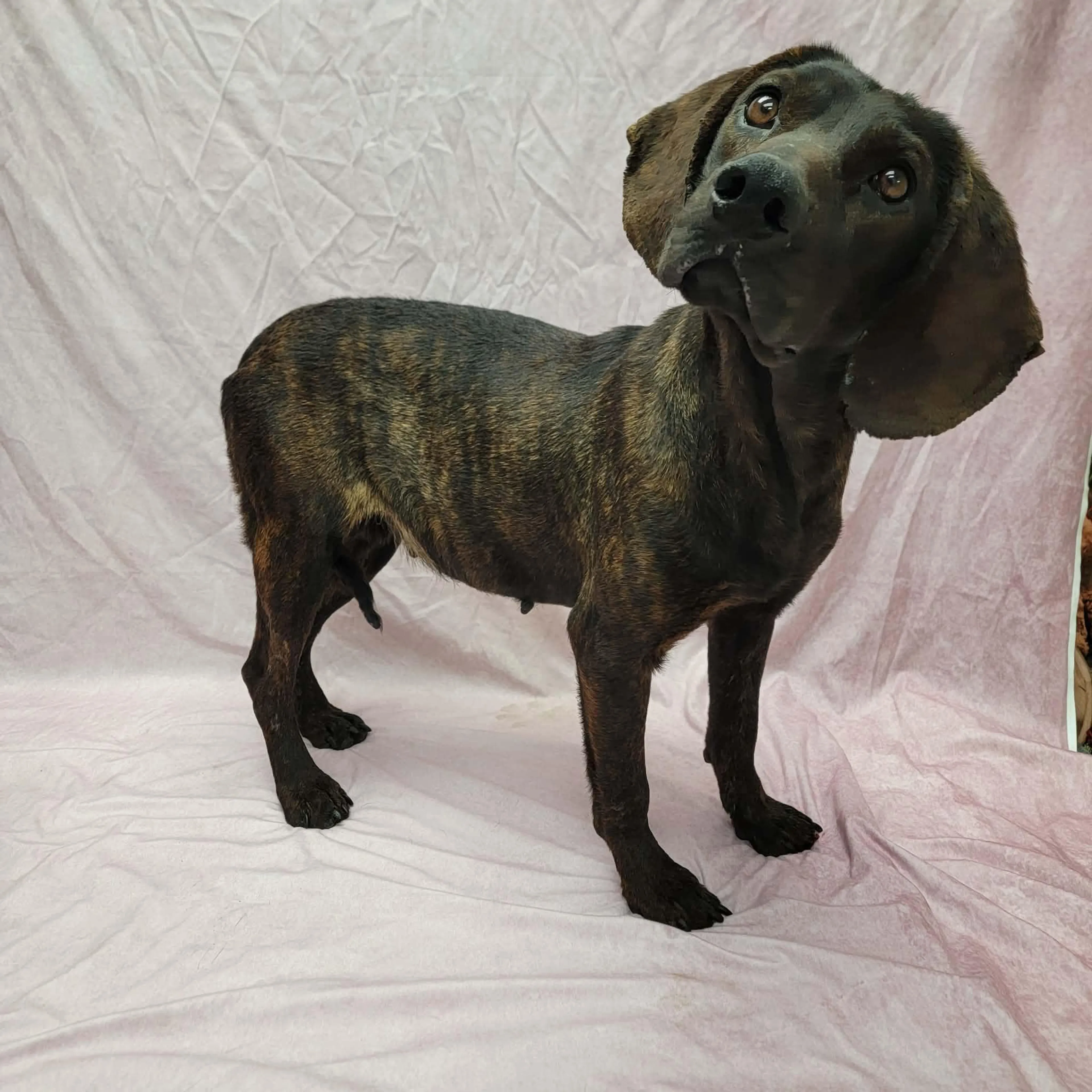 Found pet-1