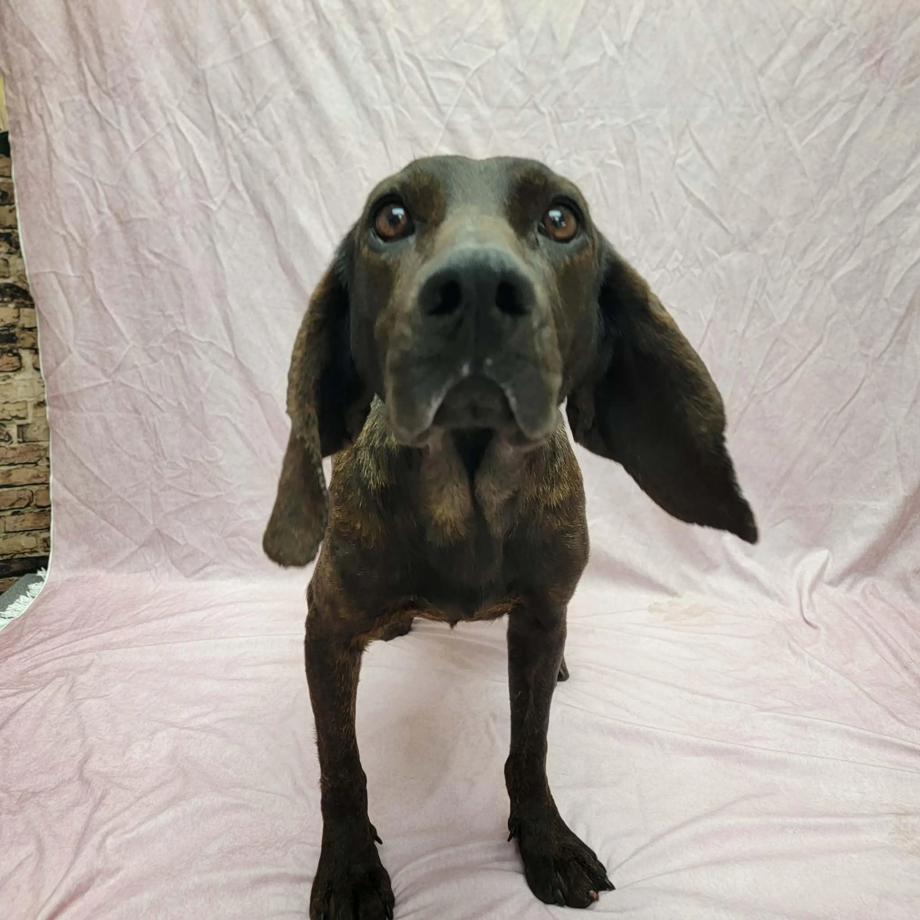 Found pet-2
