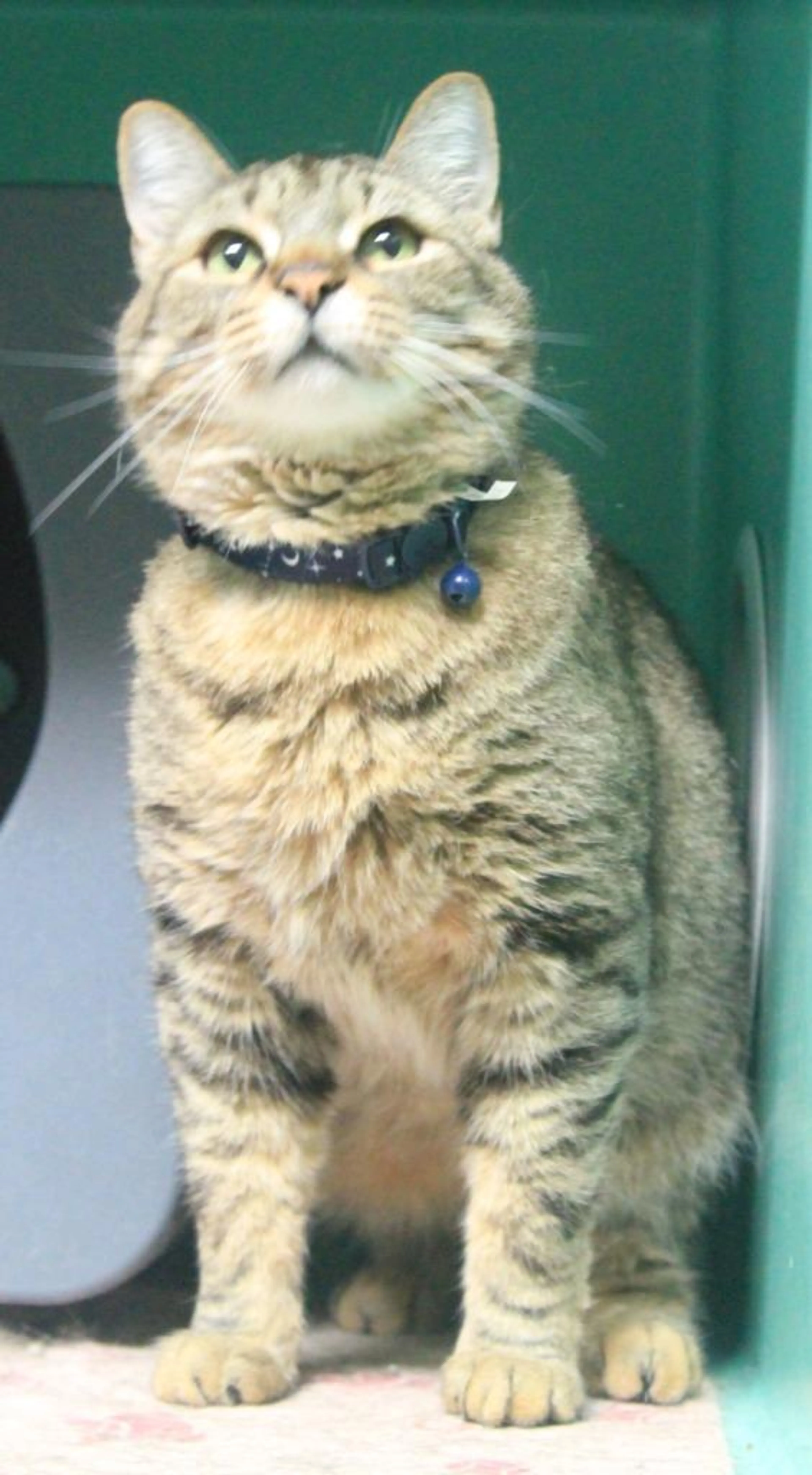 Found pet-0