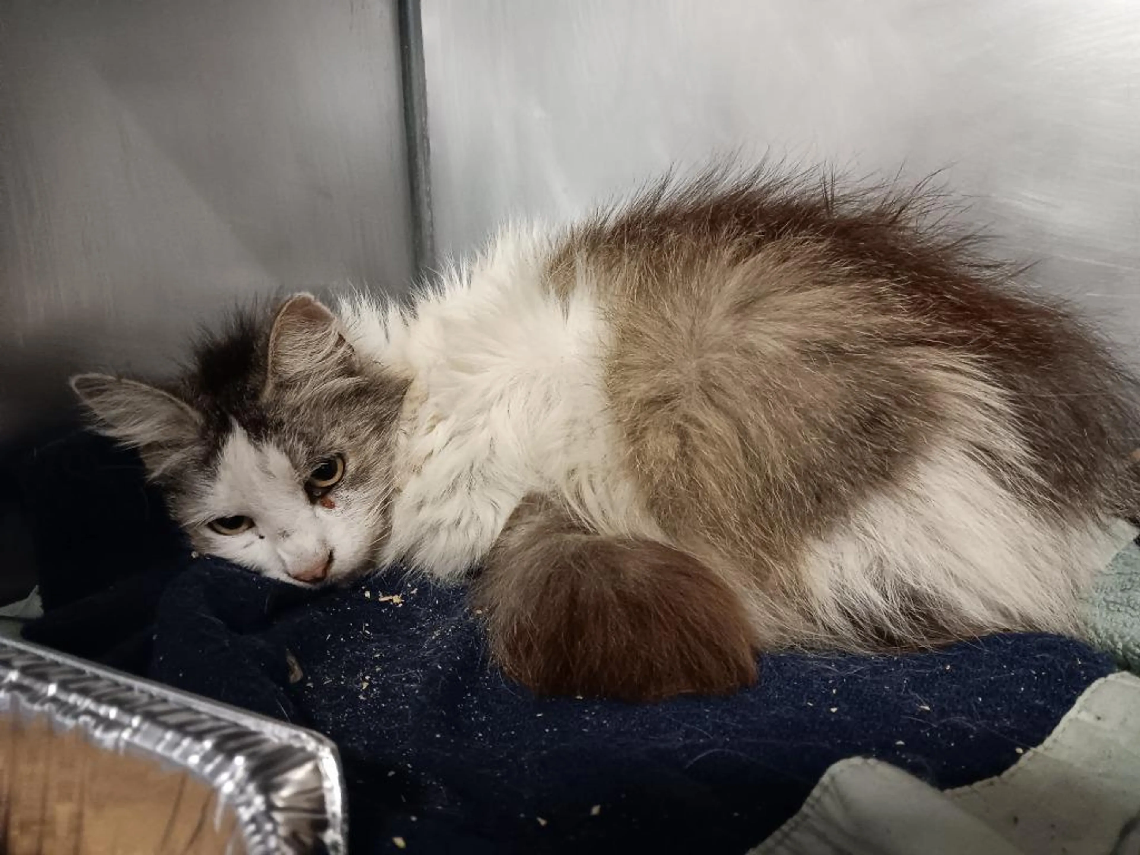 Found pet