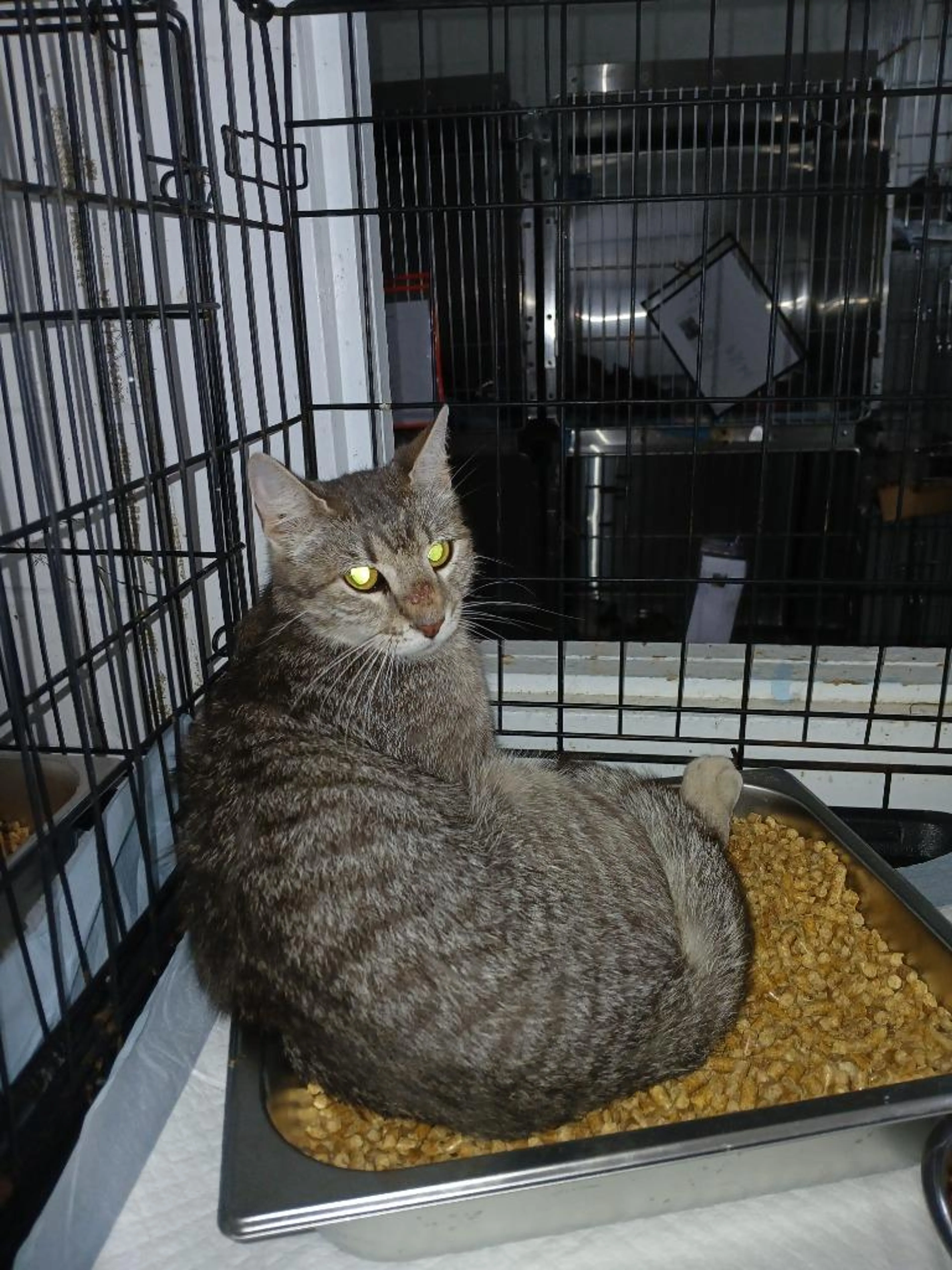 Found pet