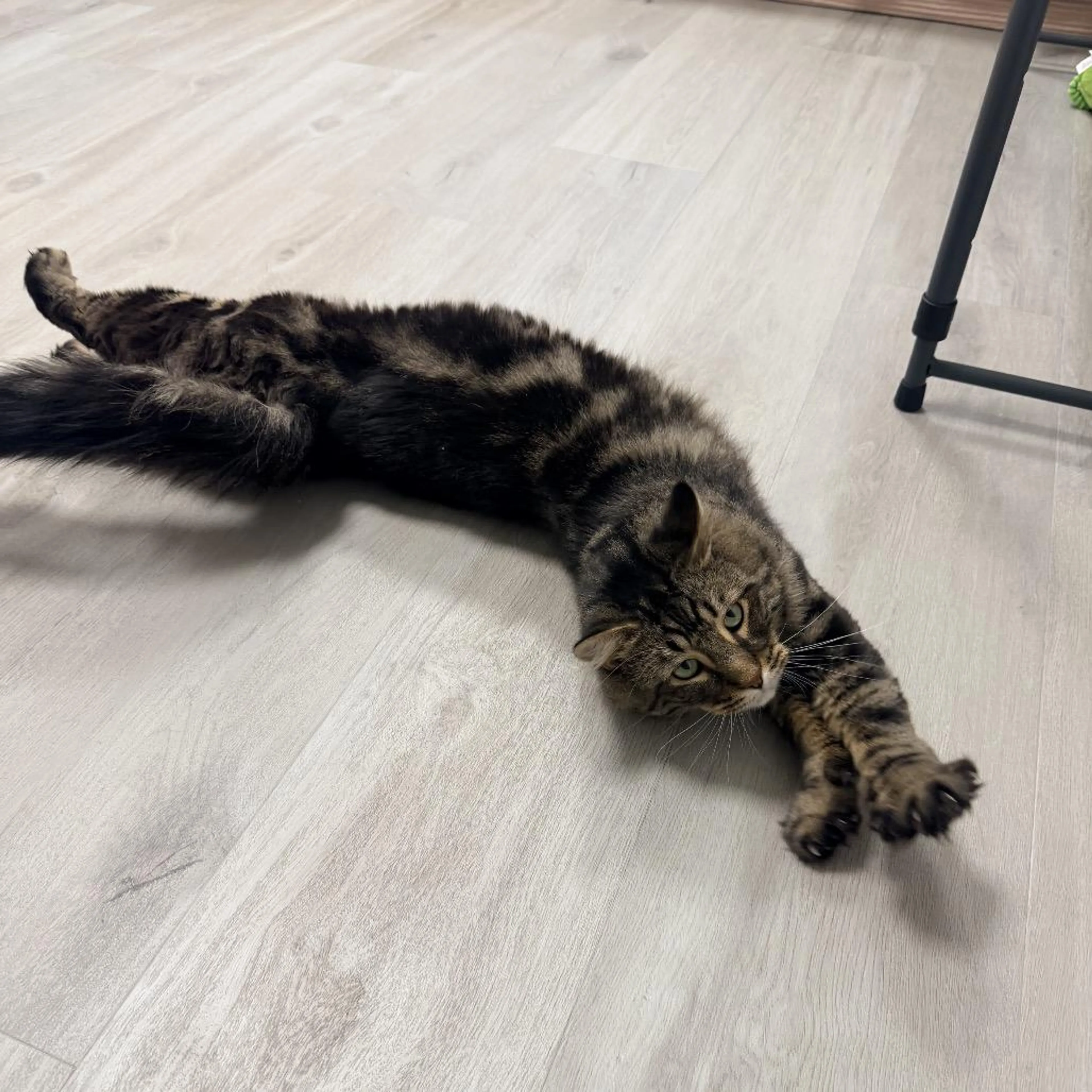 Found pet-1