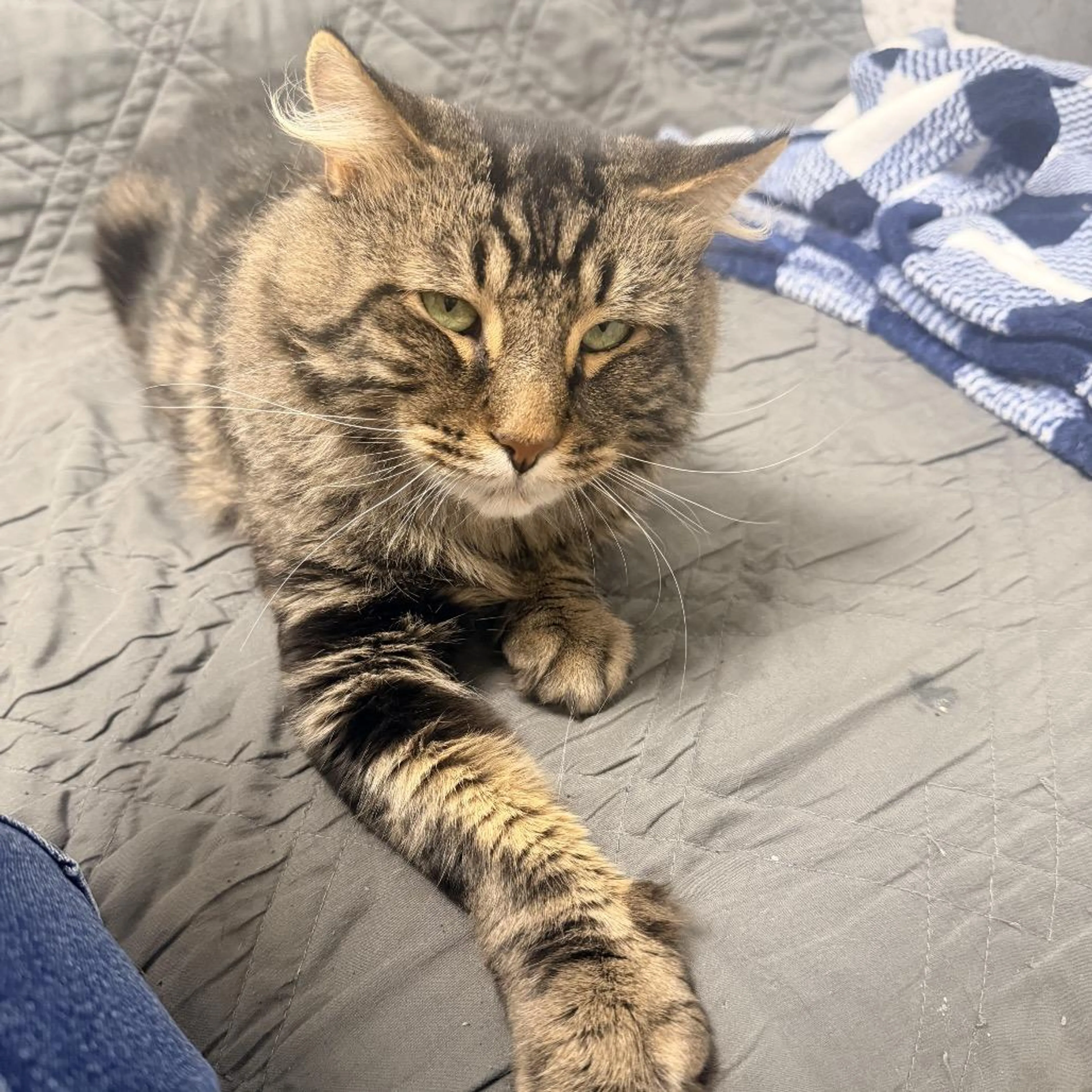 Found pet-0
