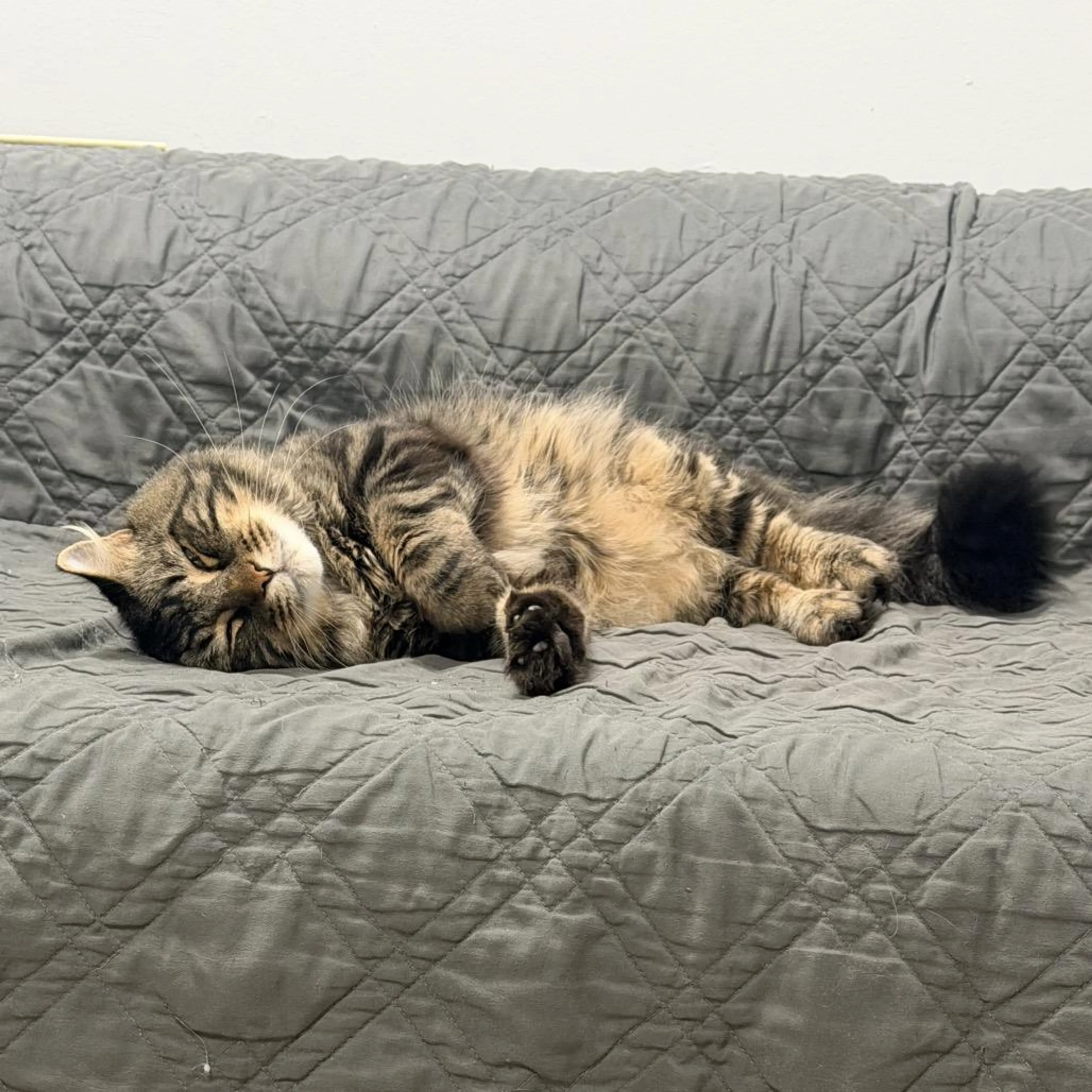 Found pet-3