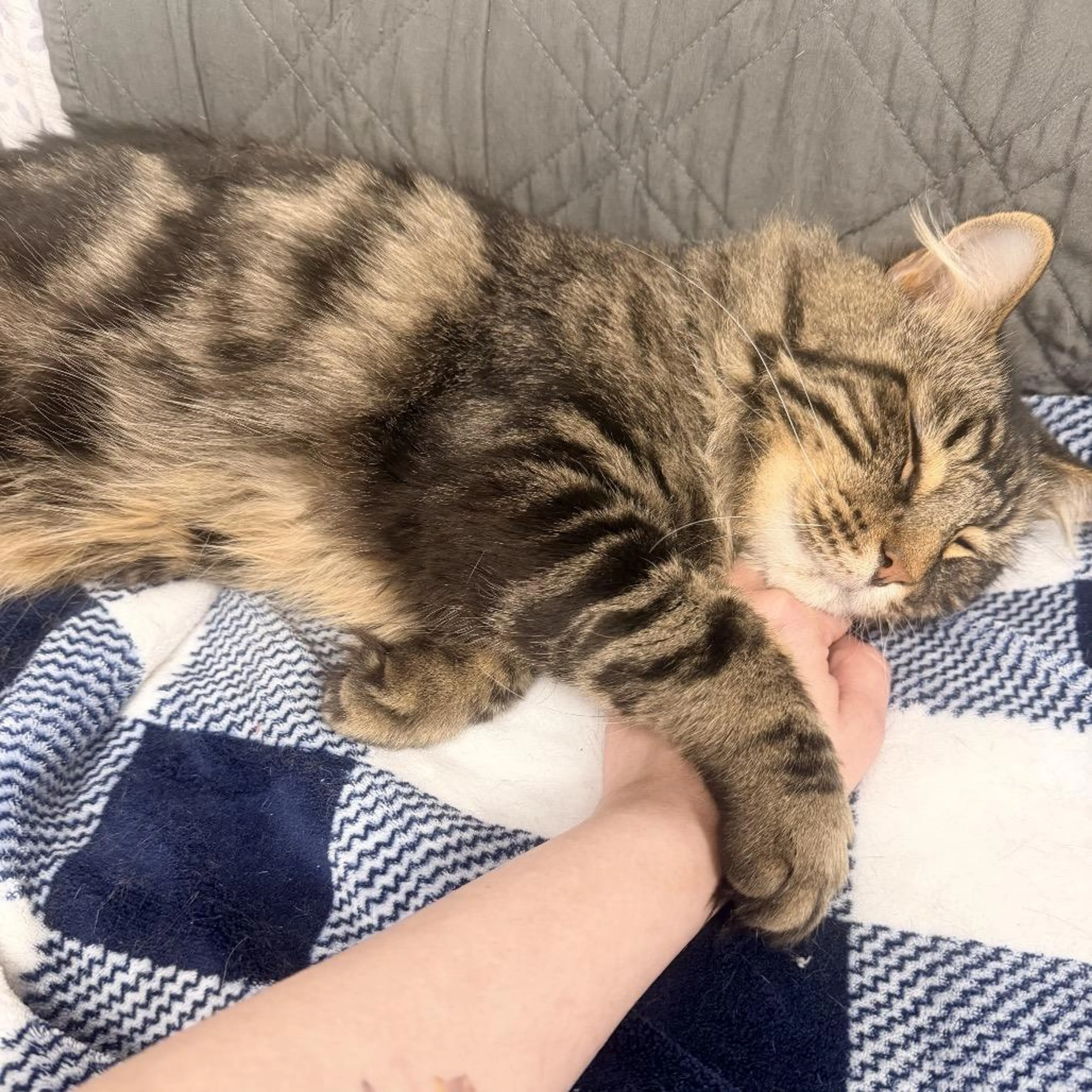 Found pet-5