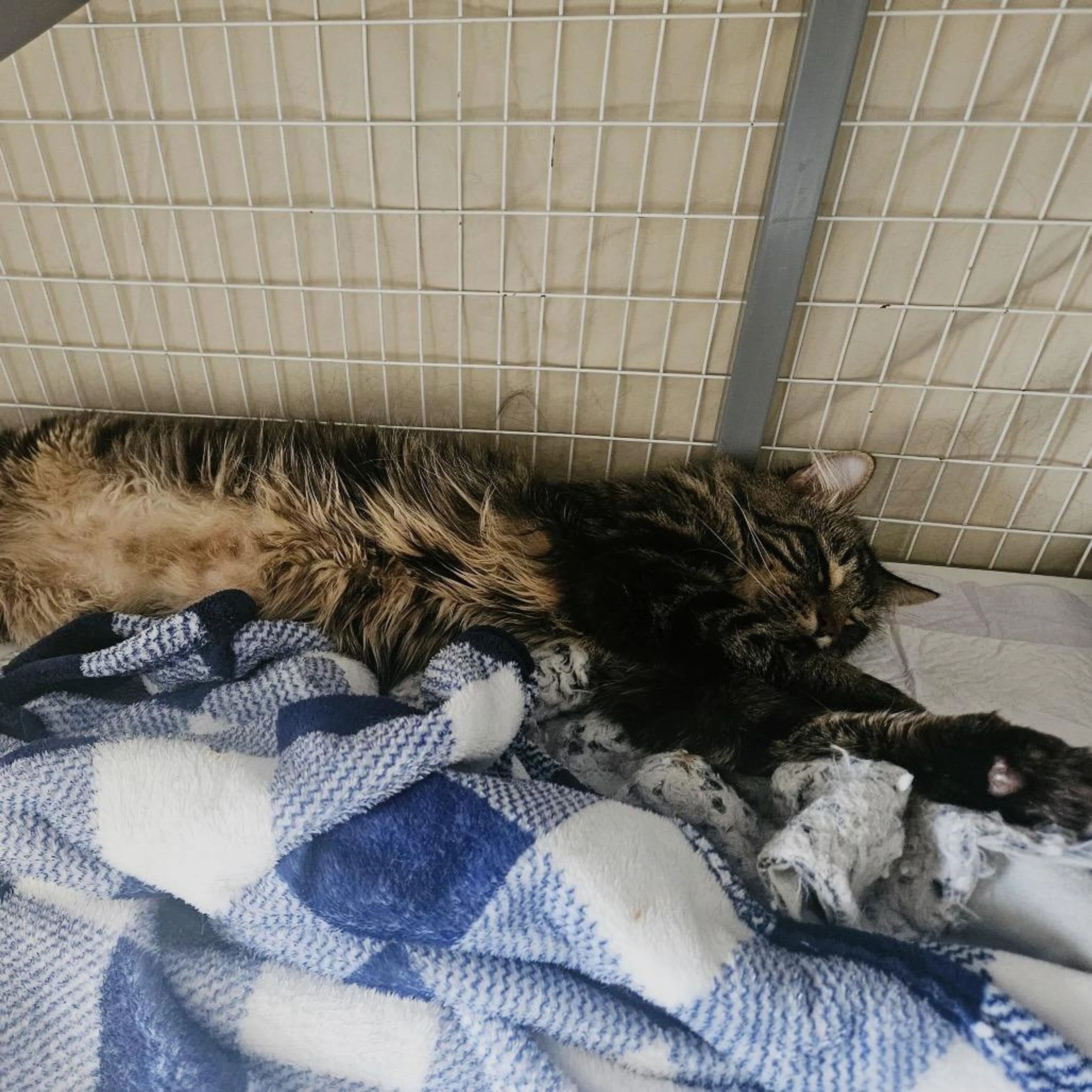 Found pet-3