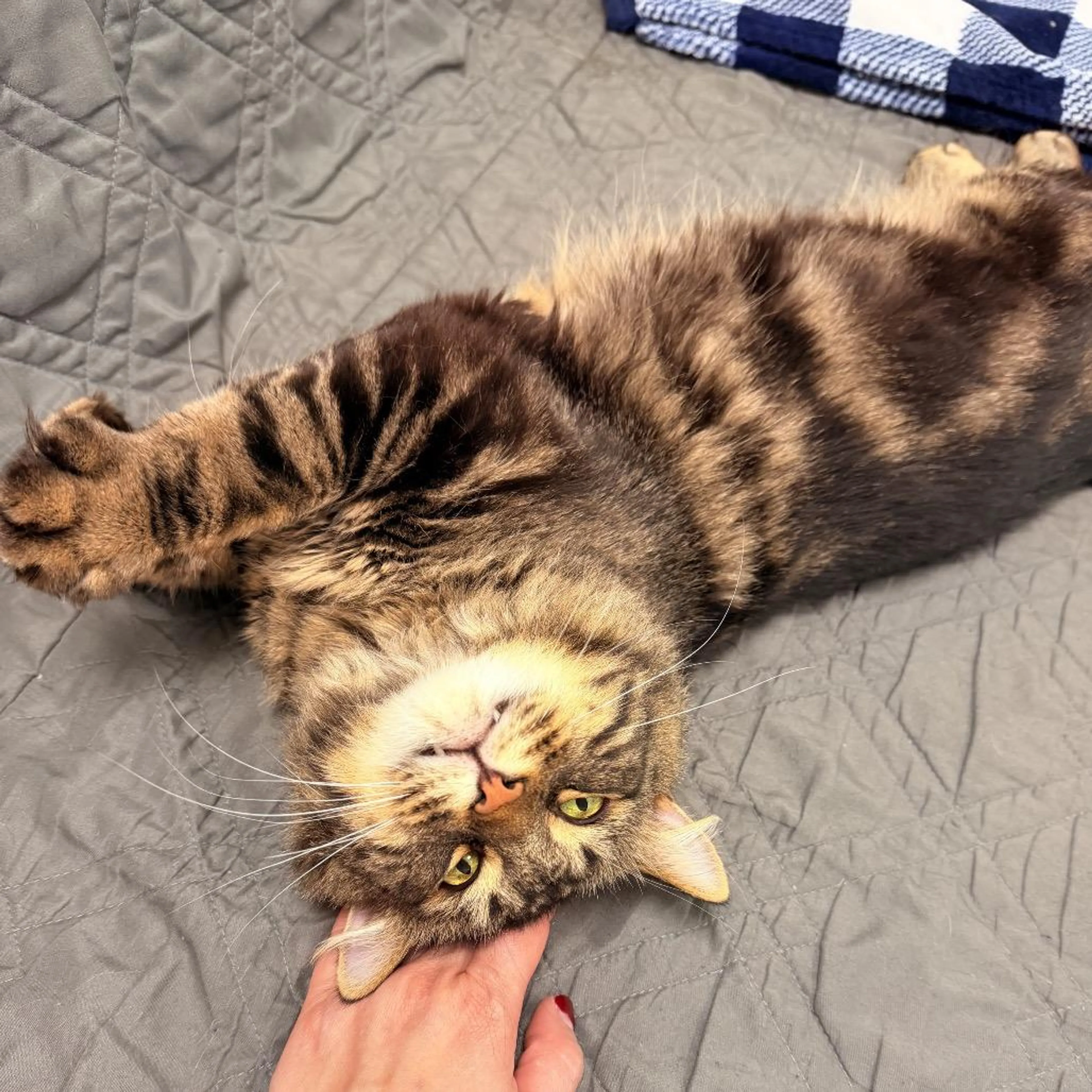 Found pet-4