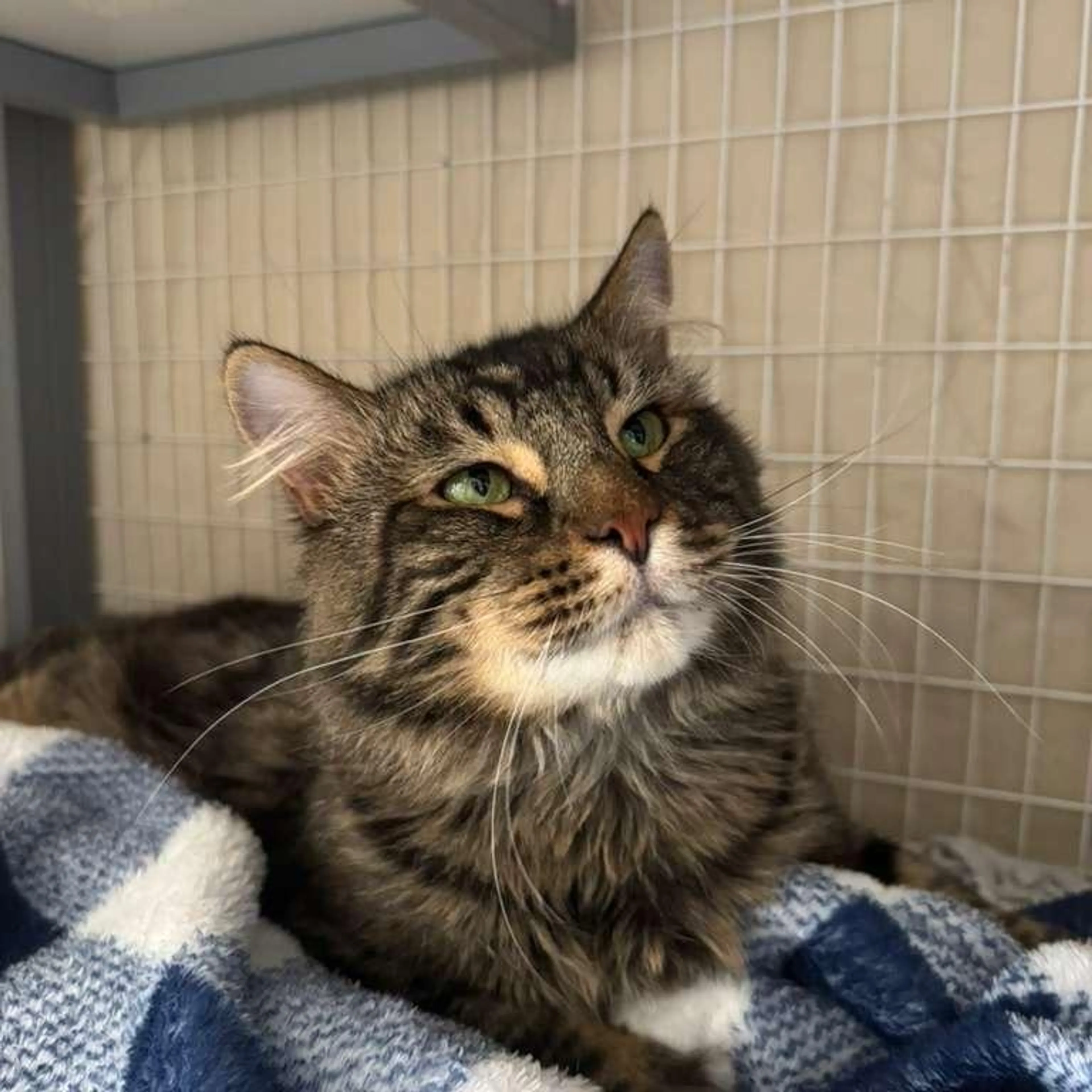 Found pet-2