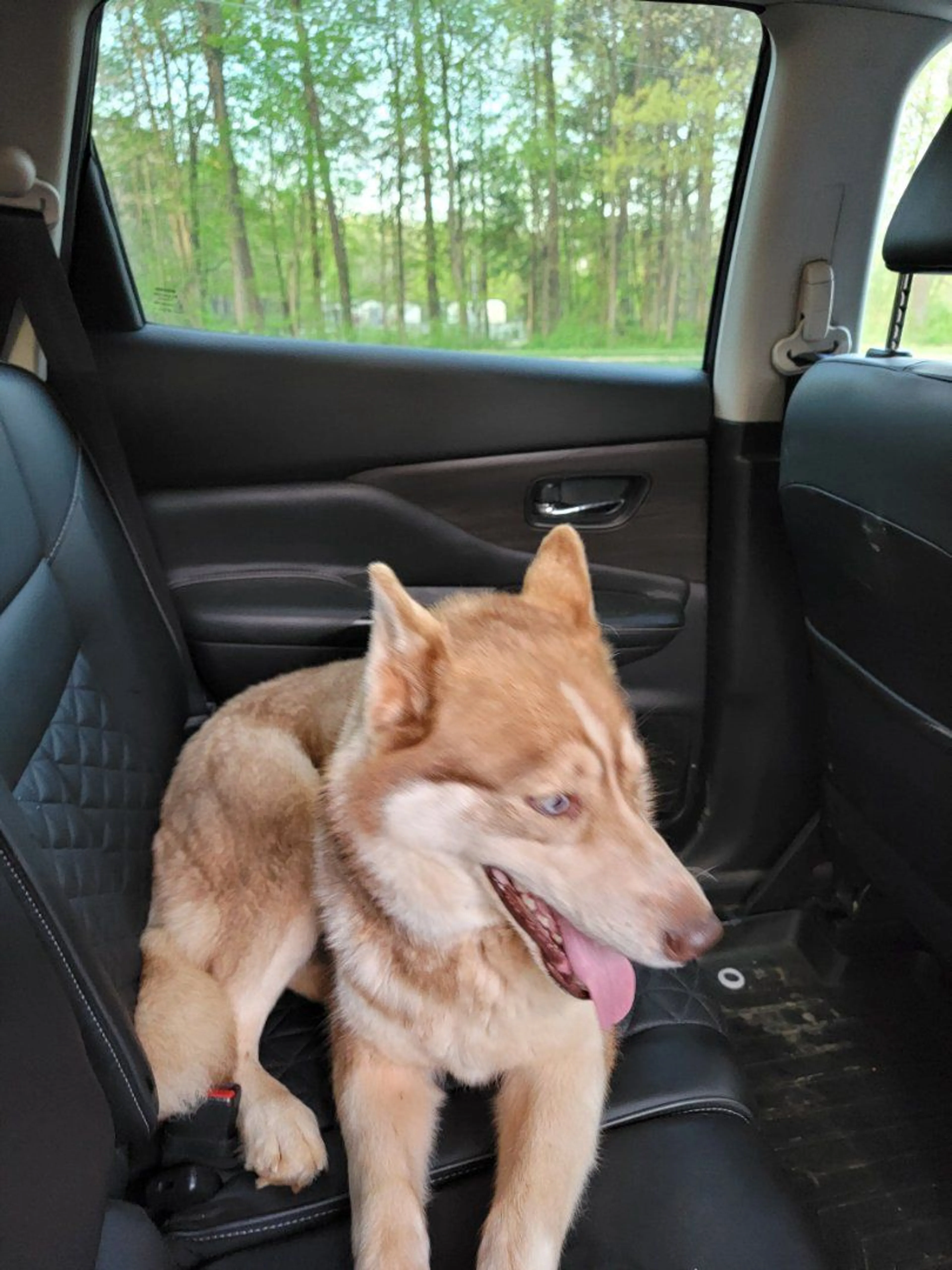 Lost pet-1