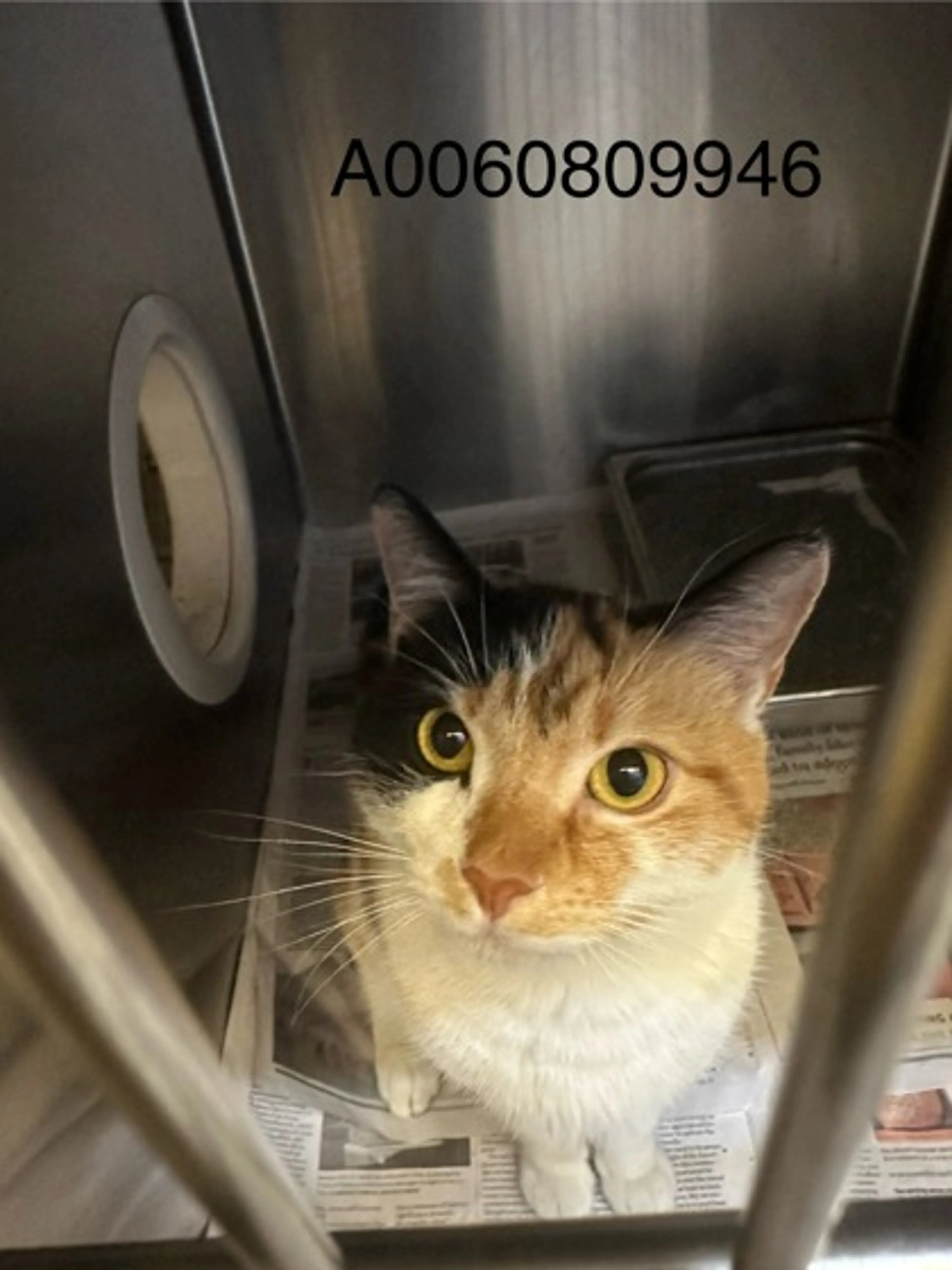 Found pet