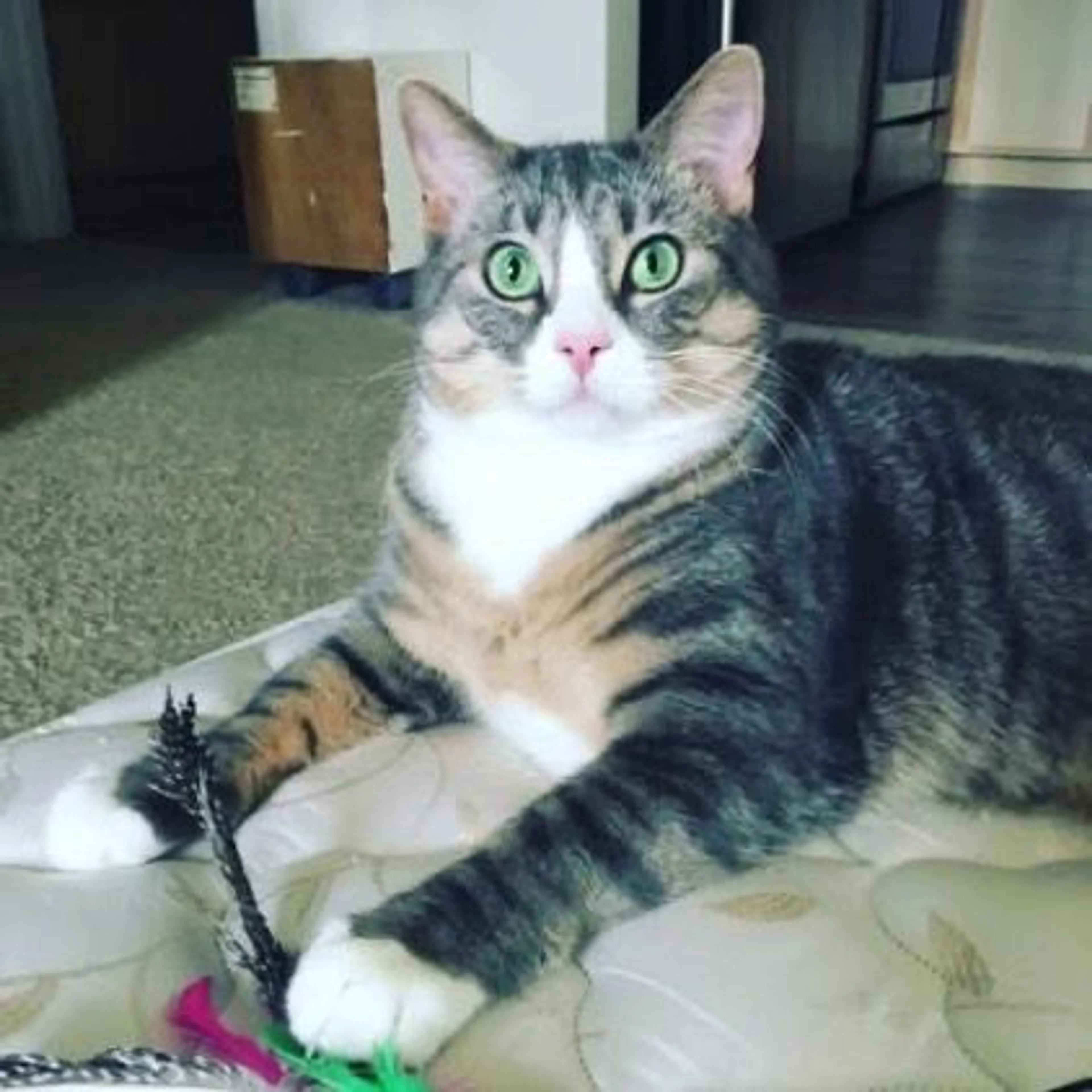 Lost pet