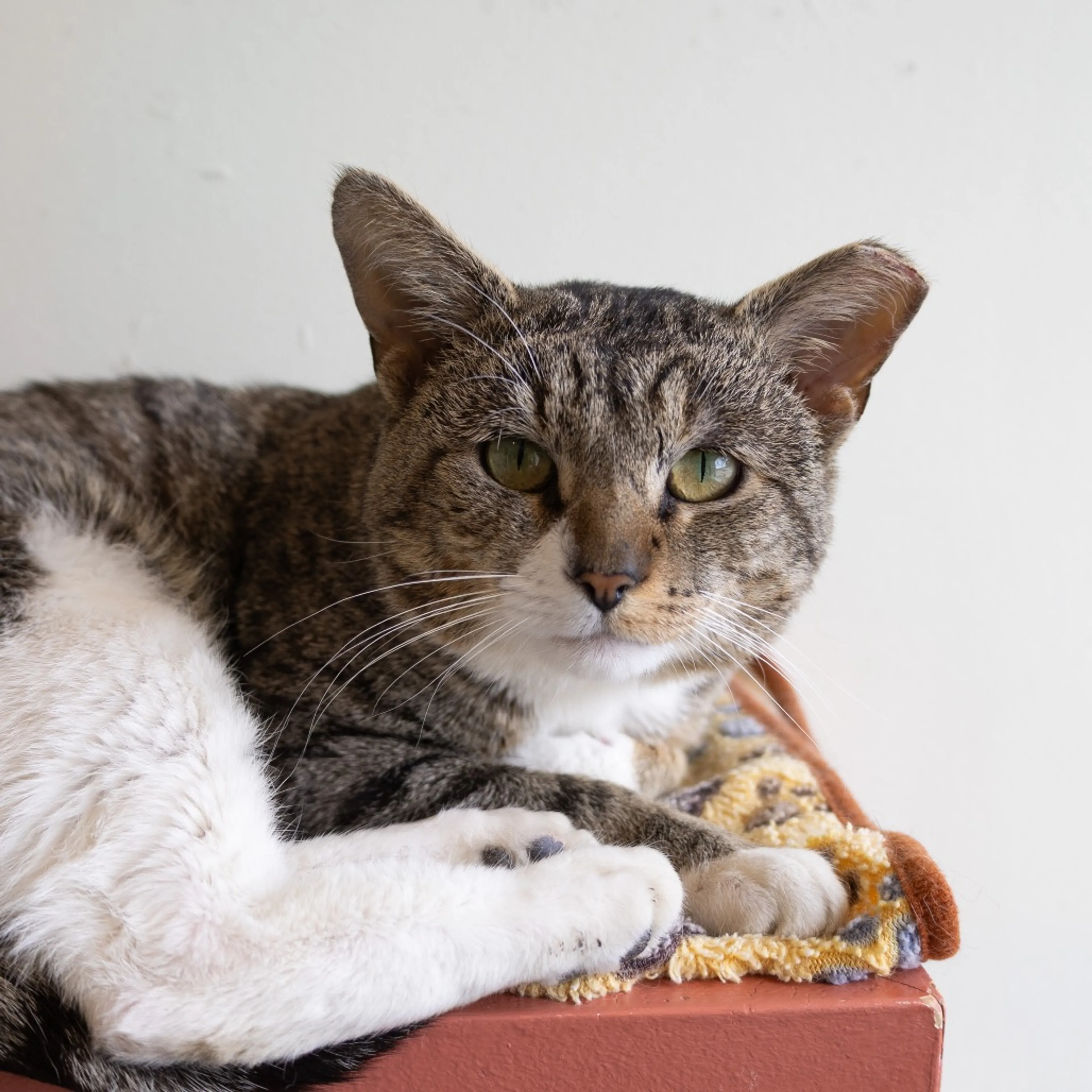 Found pet-2