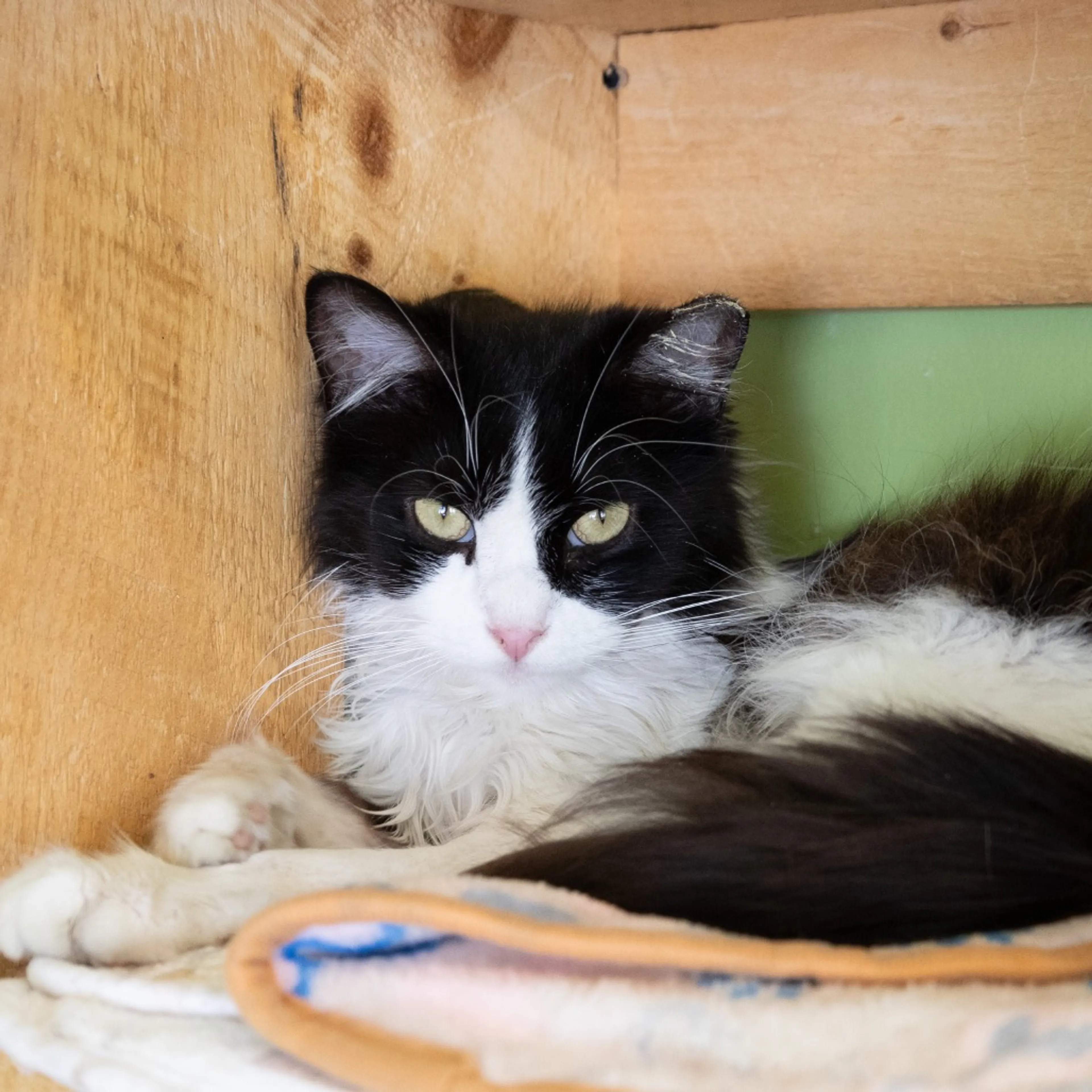 Found pet-1